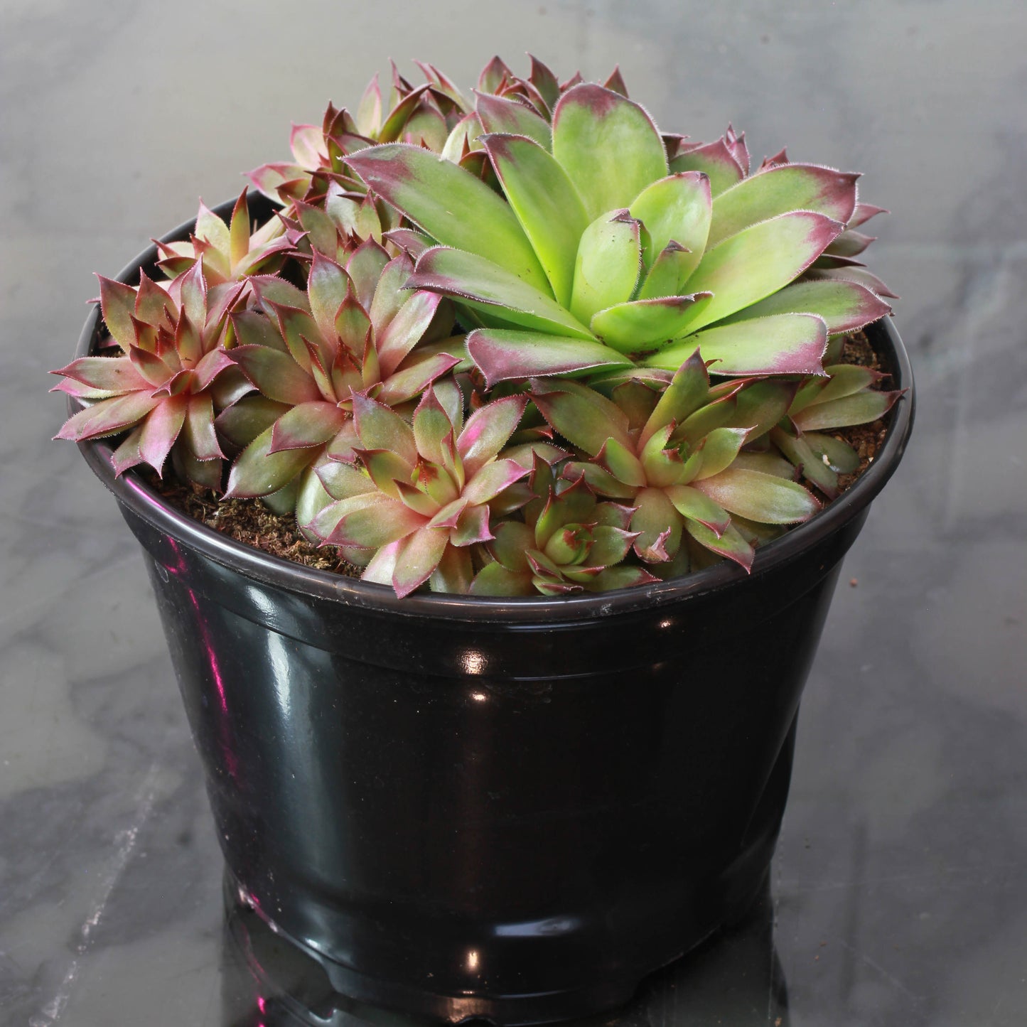 Hens & Chicks: Sempervivum - 6 inch pot — indoor plant — indoor plant for sale by Promise Supply for delivery and pickup in Toronto.