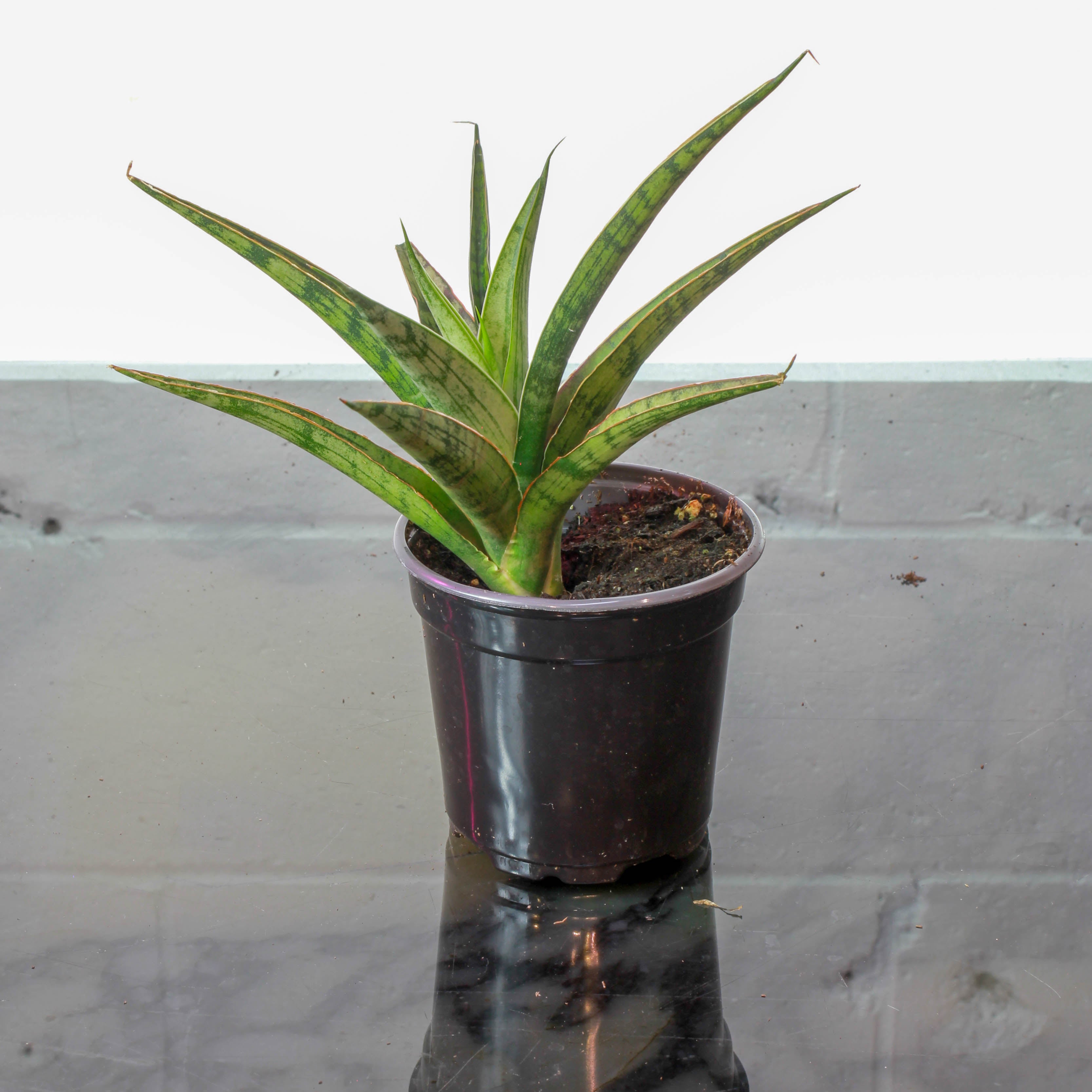sansevieria silver nymph Silver Nymph Spear Snake Plant: Sansevieria - 4" Pot