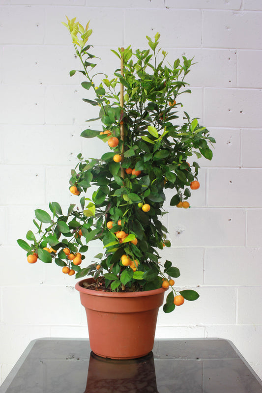 Calamansi Lime, Calamondin orange (Citrofortunella microcarpa) in a 14 inch pot. Indoor plant for sale by Promise Supply for delivery and pickup in Toronto