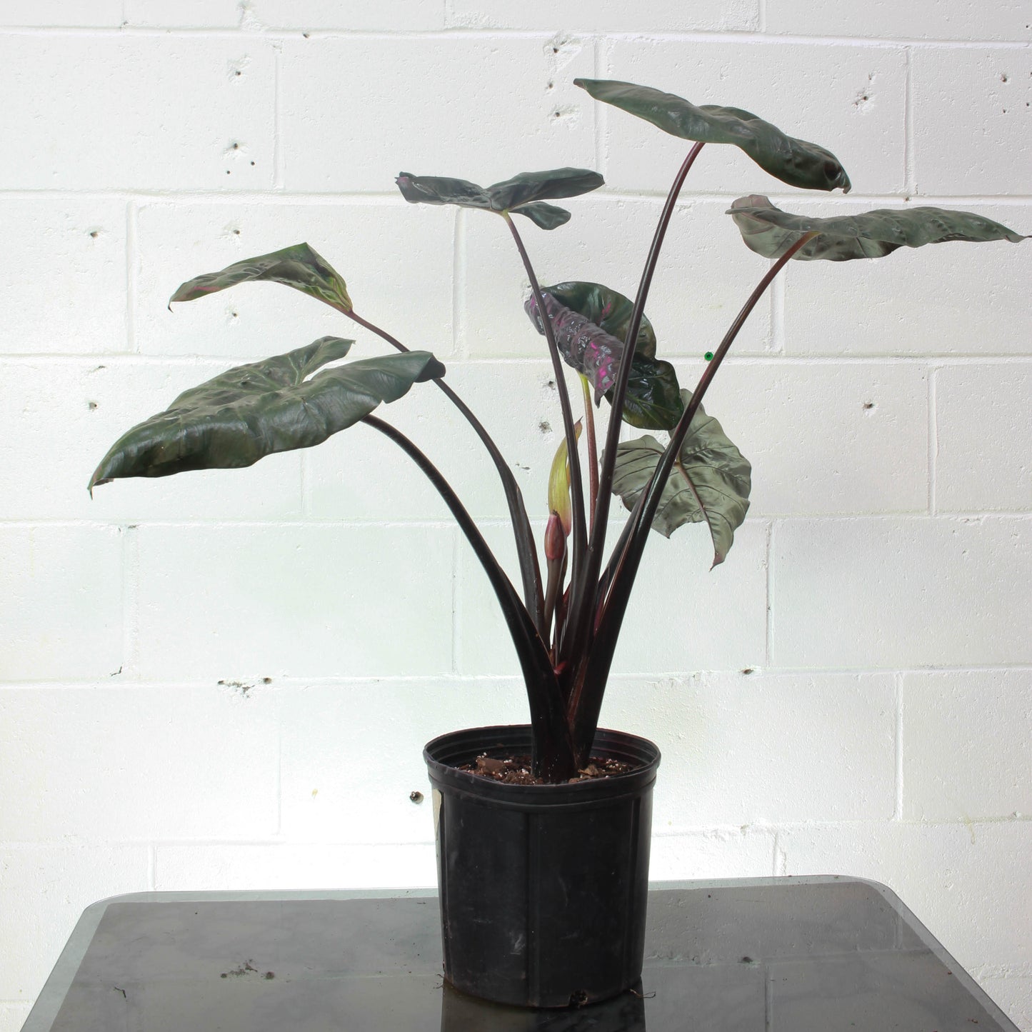Purple Shield Elephant Ear: Alocasia - 10 inch pot - 2-3 foot tall — indoor plant — indoor plant for sale by Promise Supply for delivery and pickup in Toronto.