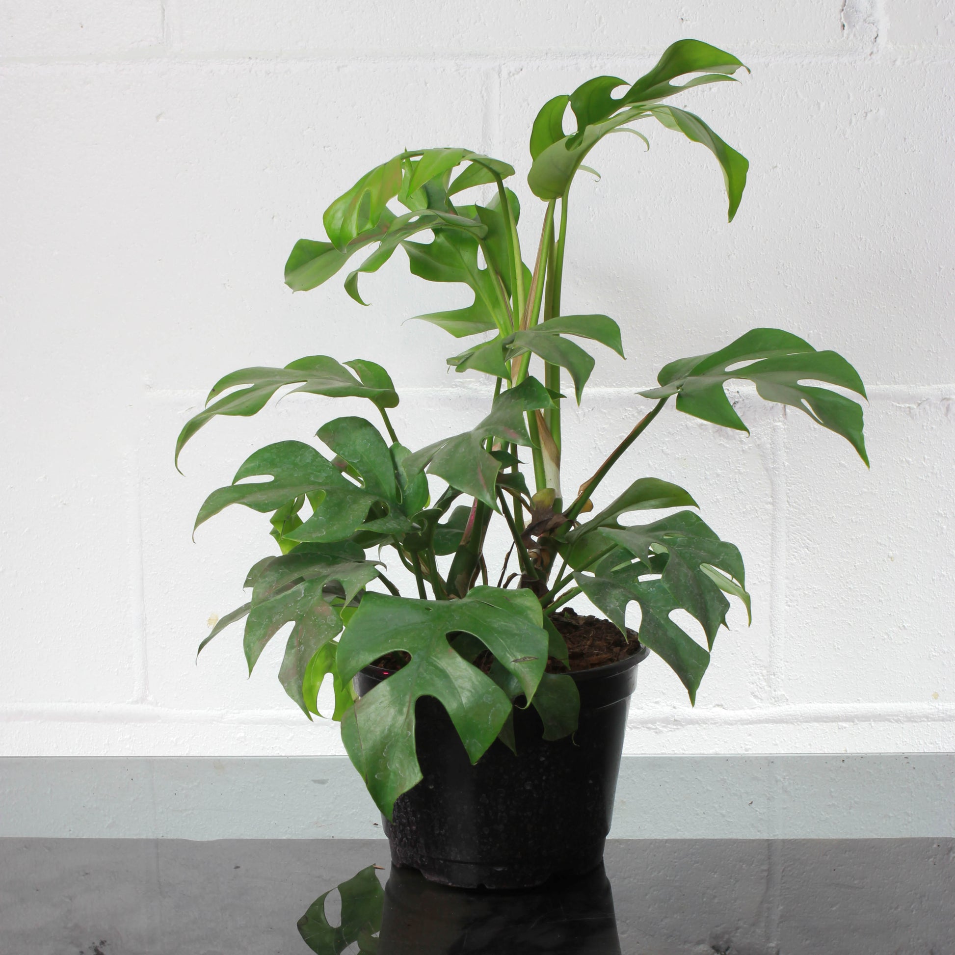 Mini Monstera: Rhaphidophora tetrasperma - 6 inch pot — indoor plant — indoor plant for sale by Promise Supply for delivery and pickup in Toronto.