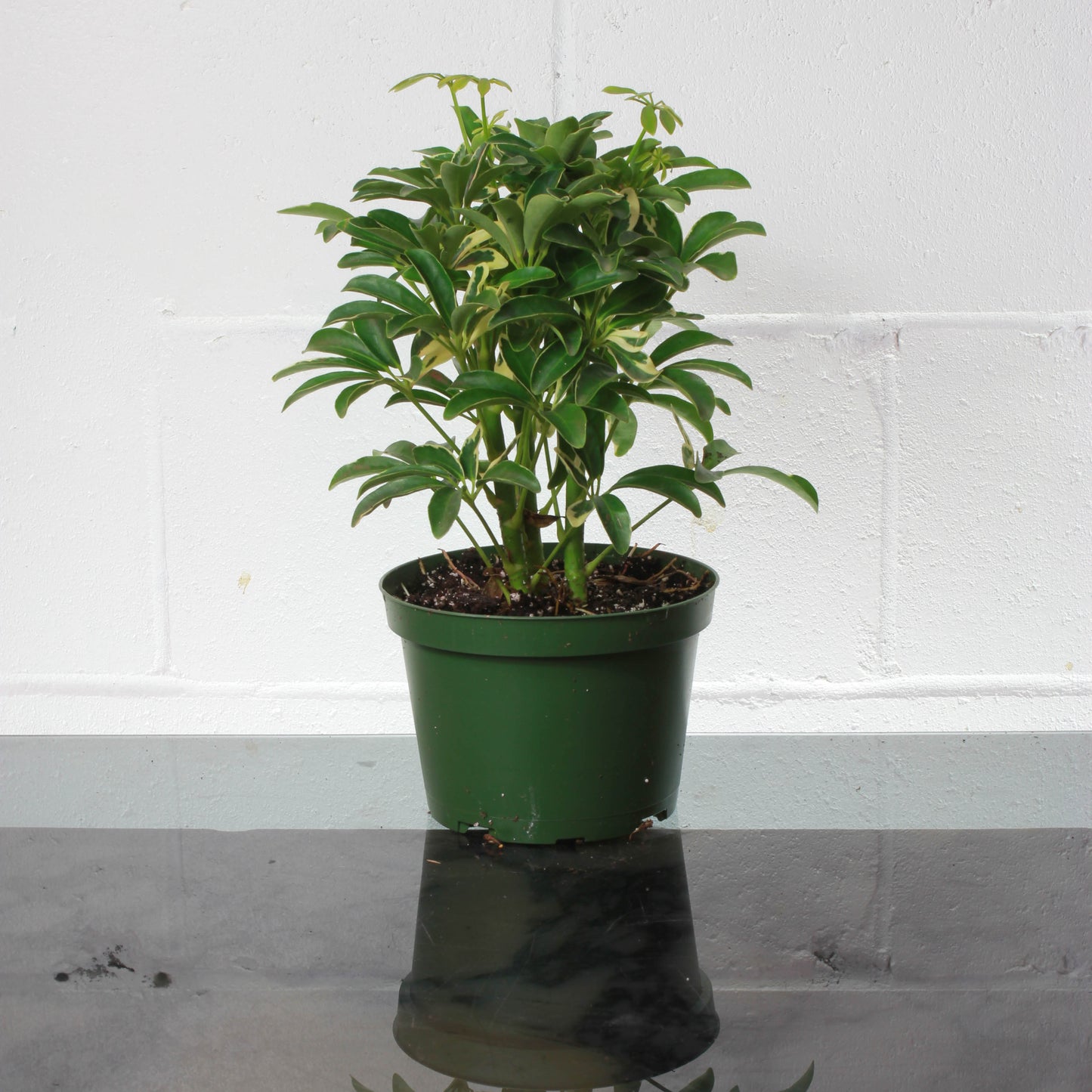 Dwarf Variegated Umbrella Tree Bonsai: Schefflera arboricola 'Capella' - 6 inch pot — indoor plant — indoor plant for sale by Promise Supply for delivery and pickup in Toronto.