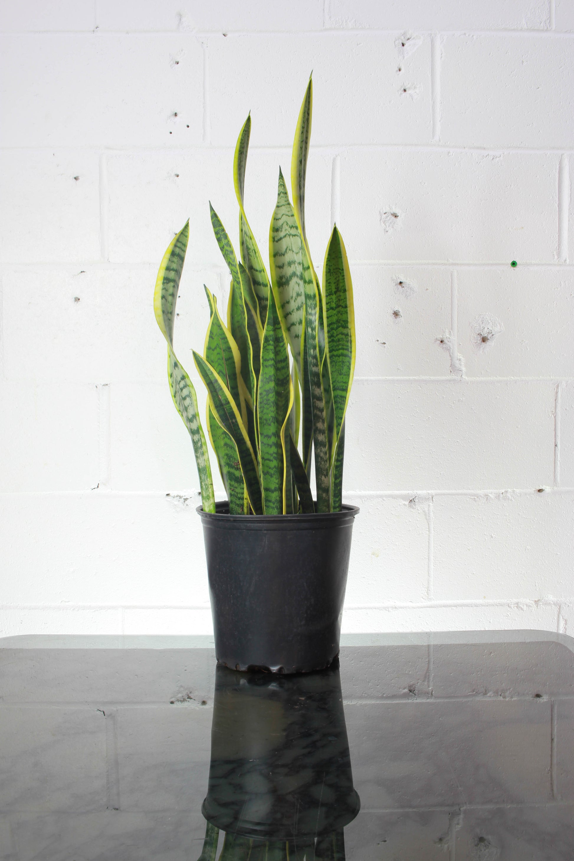 Yellow Snake Plant: Sansevieria trifasciata 'Laurentii' - 8 inch pot — indoor plant — indoor plant for sale by Promise Supply for delivery and pickup in Toronto.