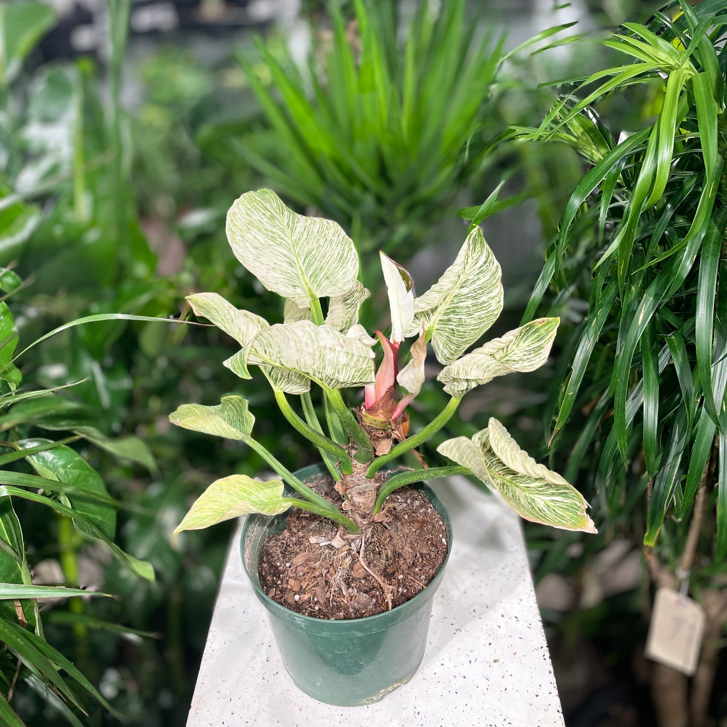 Birkin Plant: Philodendron - 8 inch pot — indoor plant — indoor plant for sale by Promise Supply for delivery and pickup in Toronto.