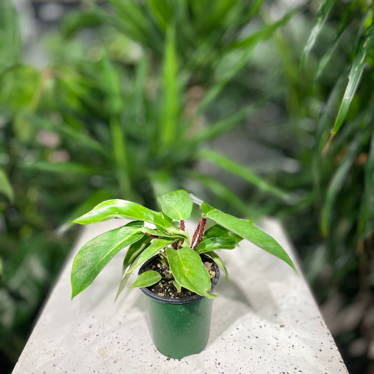 Hairy Philodendron: Philodendron squamiferum - 4 inch pot — indoor plant — indoor plant for sale by Promise Supply for delivery and pickup in Toronto.