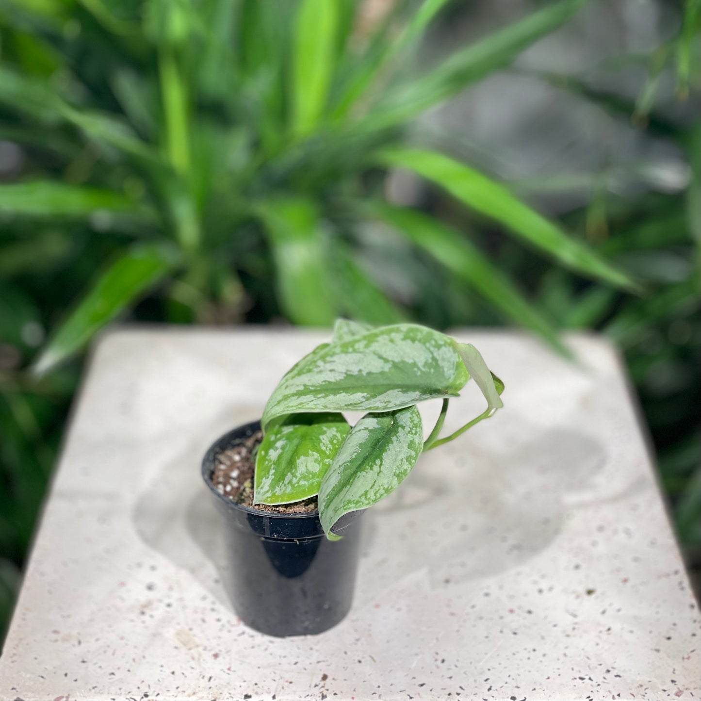 Silver Satin Pothos: Scindapsus pictus 'Exotica' - 4 inch pot — indoor plant — indoor plant for sale by Promise Supply for delivery and pickup in Toronto.