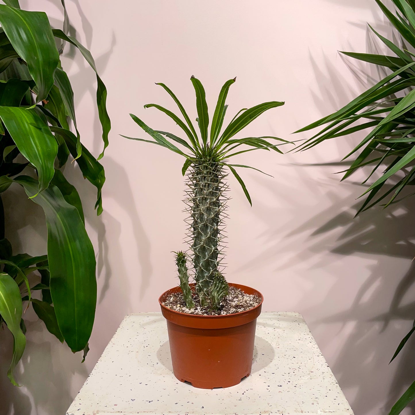 Madagascar Palm: Pachypodium lamerei - 6 inch pot — indoor plant — indoor plant for sale by Promise Supply for delivery and pickup in Toronto.