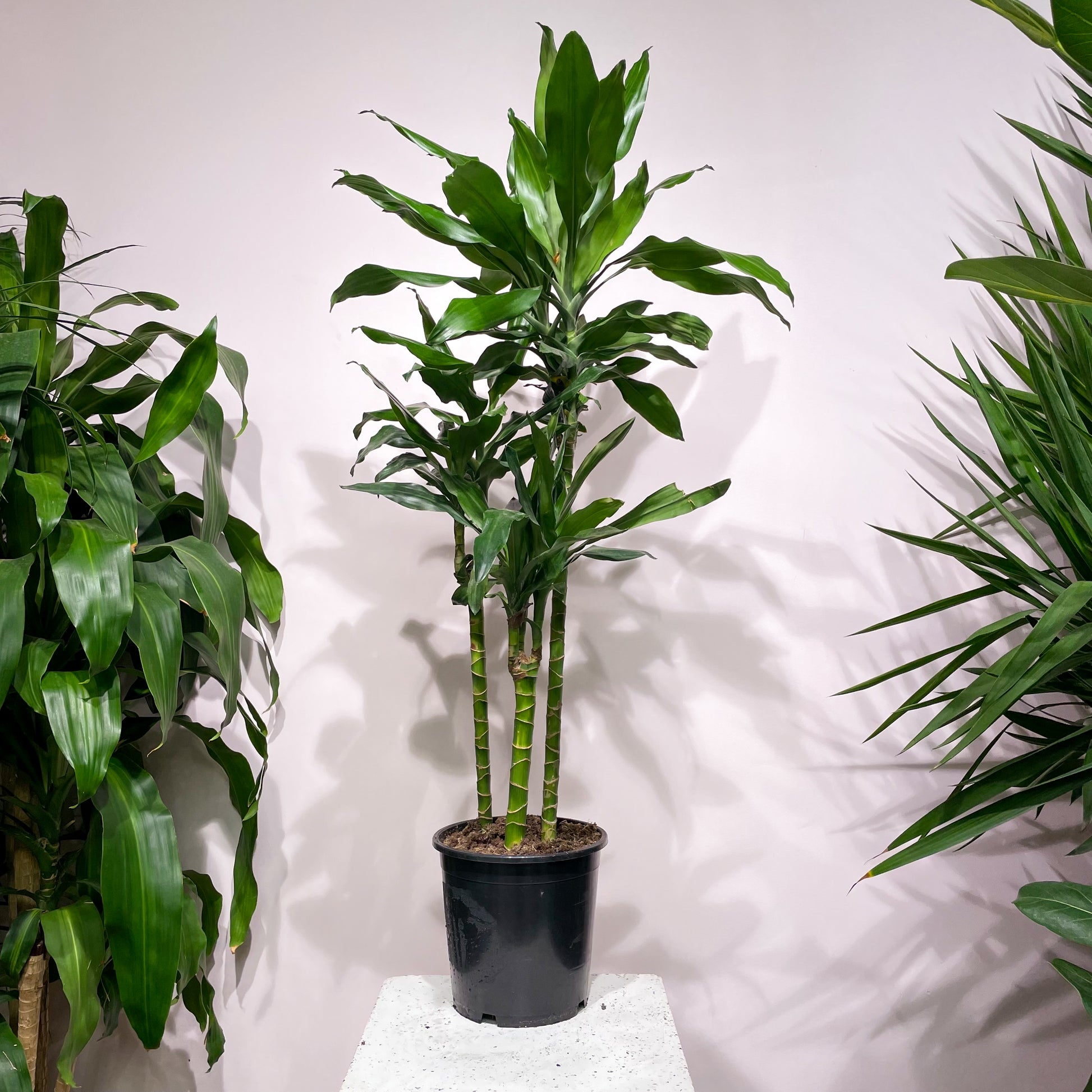 Cintho Staggered Cane: Dracaena fragrans - 8 inch pot - 3 foot tall — indoor plant — indoor plant for sale by Promise Supply for delivery and pickup in Toronto.