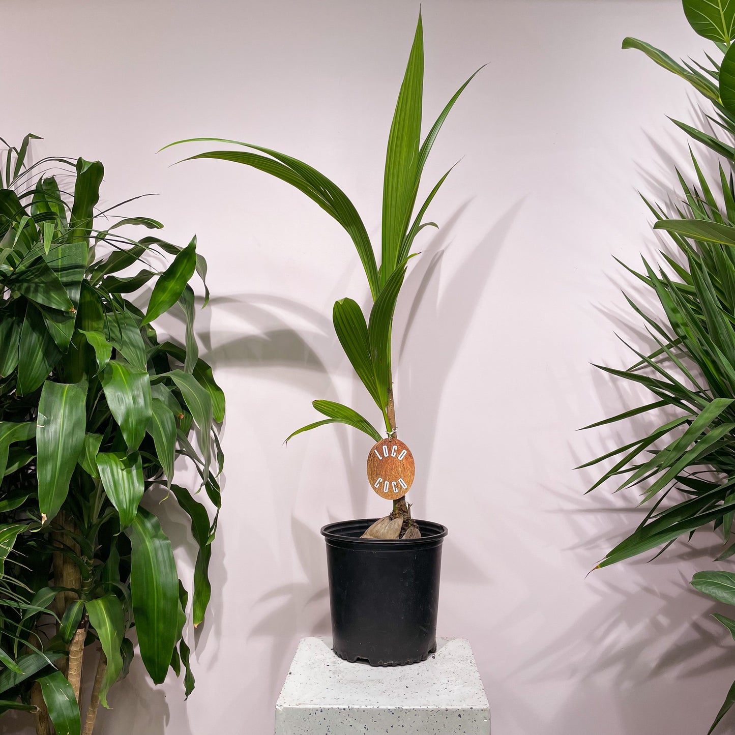 Coconut Palm: Cocos nucifera - 8 inch pot - 5-6 foot tall — indoor plant — indoor plant for sale by Promise Supply for delivery and pickup in Toronto.