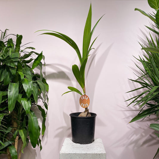 Coconut Palm: Cocos nucifera - 8 inch pot - 5-6 foot tall — indoor plant — indoor plant for sale by Promise Supply for delivery and pickup in Toronto.