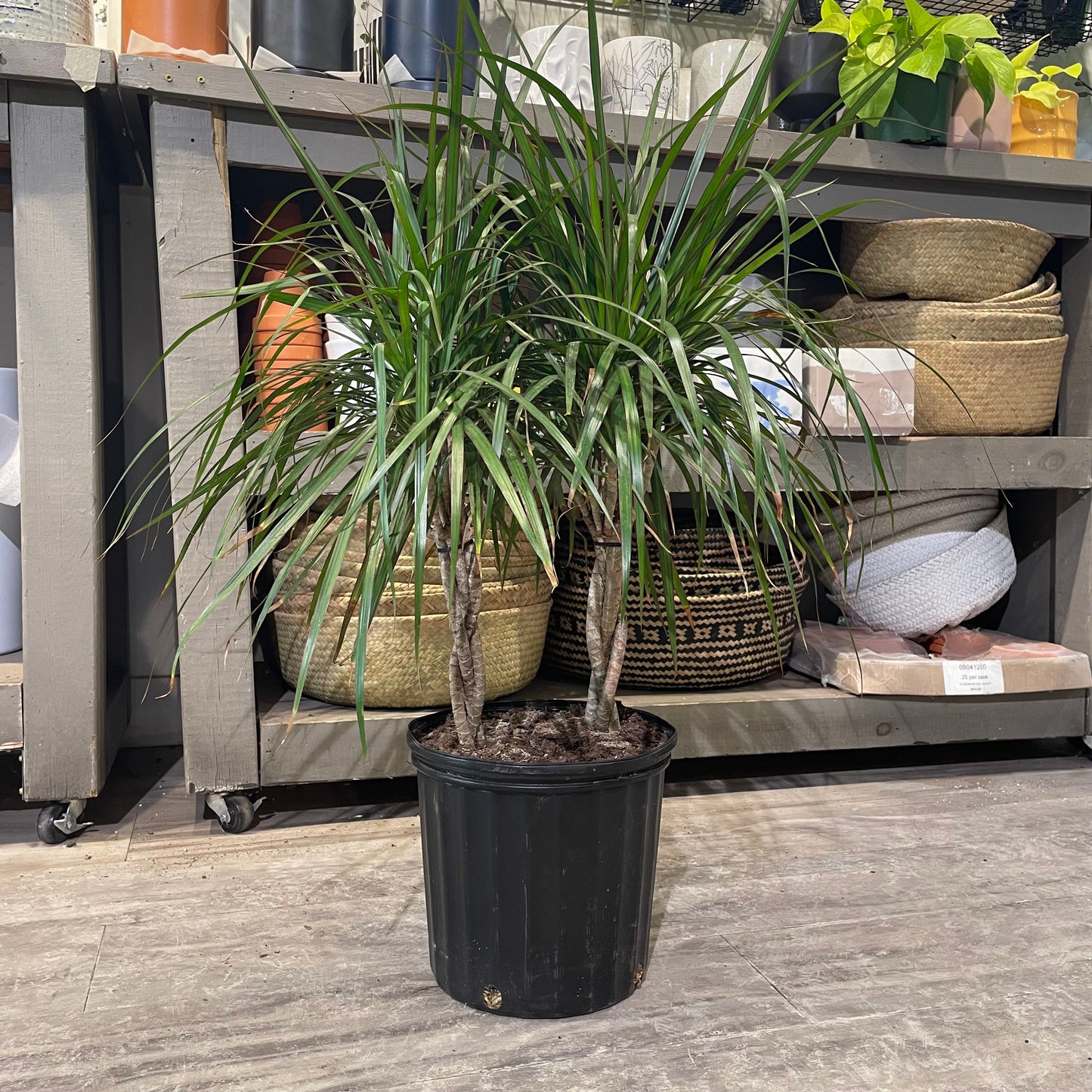 Madagascar Dragon tree, Dragon Tree, (Dracaena marginata) in a 10 inch pot. Indoor plant for sale by Promise Supply for delivery and pickup in Toronto