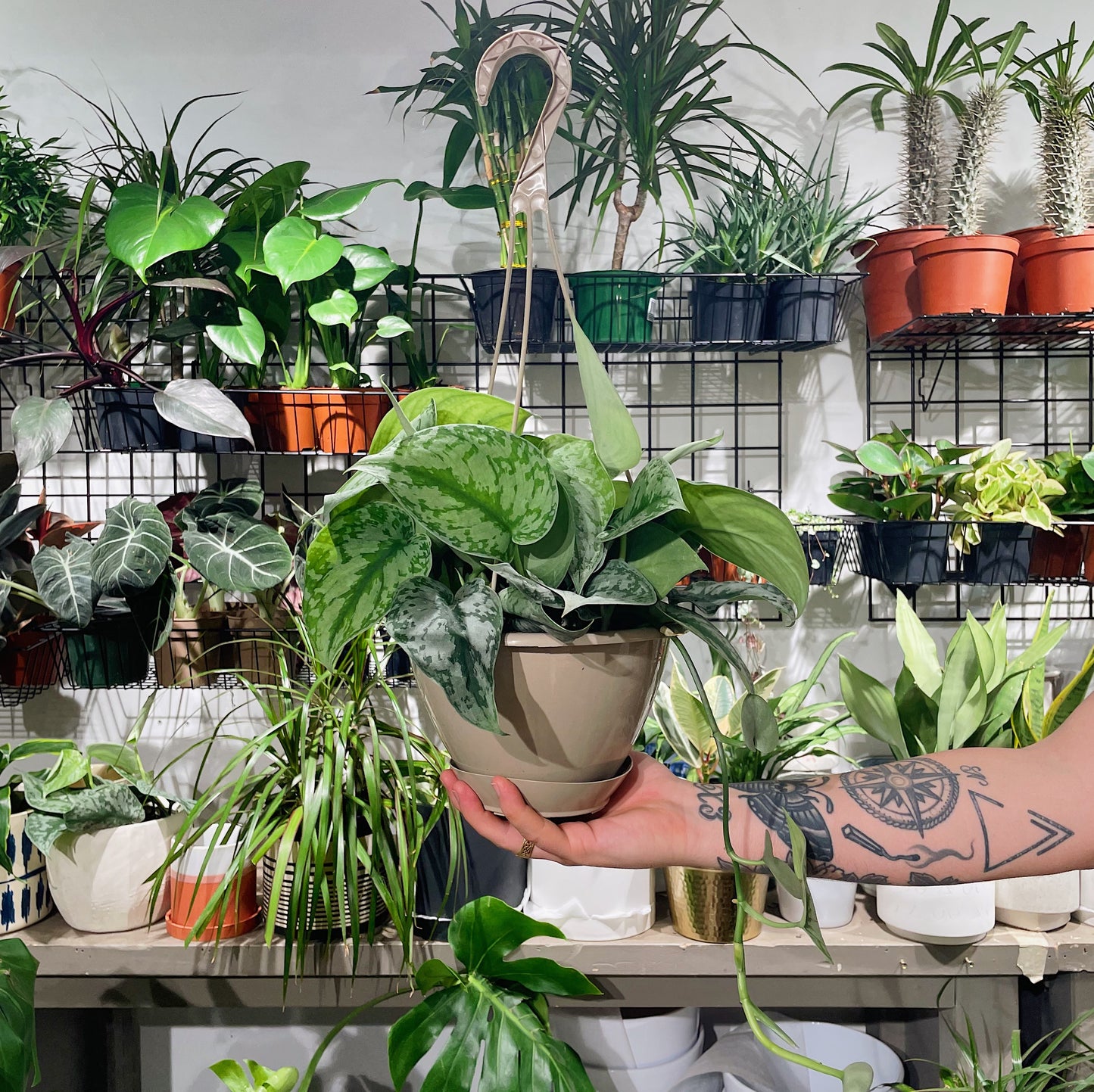 Silver Satin Pothos: Scindapsus pictus 'Exotica' - 8 inch hanging basket — indoor plant — indoor plant for sale by Promise Supply for delivery and pickup in Toronto.