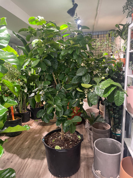 Lemon Tree: Citrus limon - 30 GAL/21 inch pot - 6 foot tall — indoor plant — indoor plant for sale by Promise Supply for delivery and pickup in Toronto.