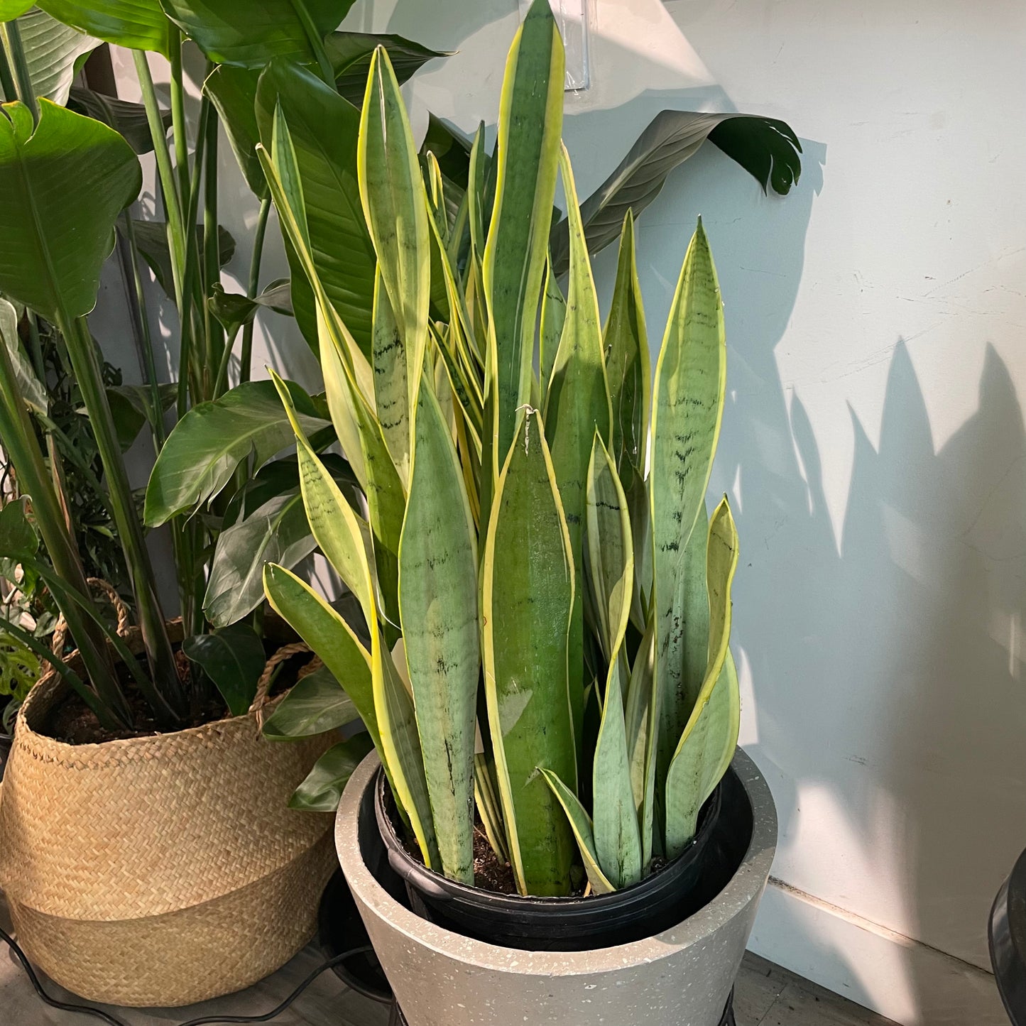 Light Yellow Snake Plant: Sansevieria trifasciata 'Silver Laurentii' - 12 inch pot — indoor plant — indoor plant for sale by Promise Supply for delivery and pickup in Toronto.