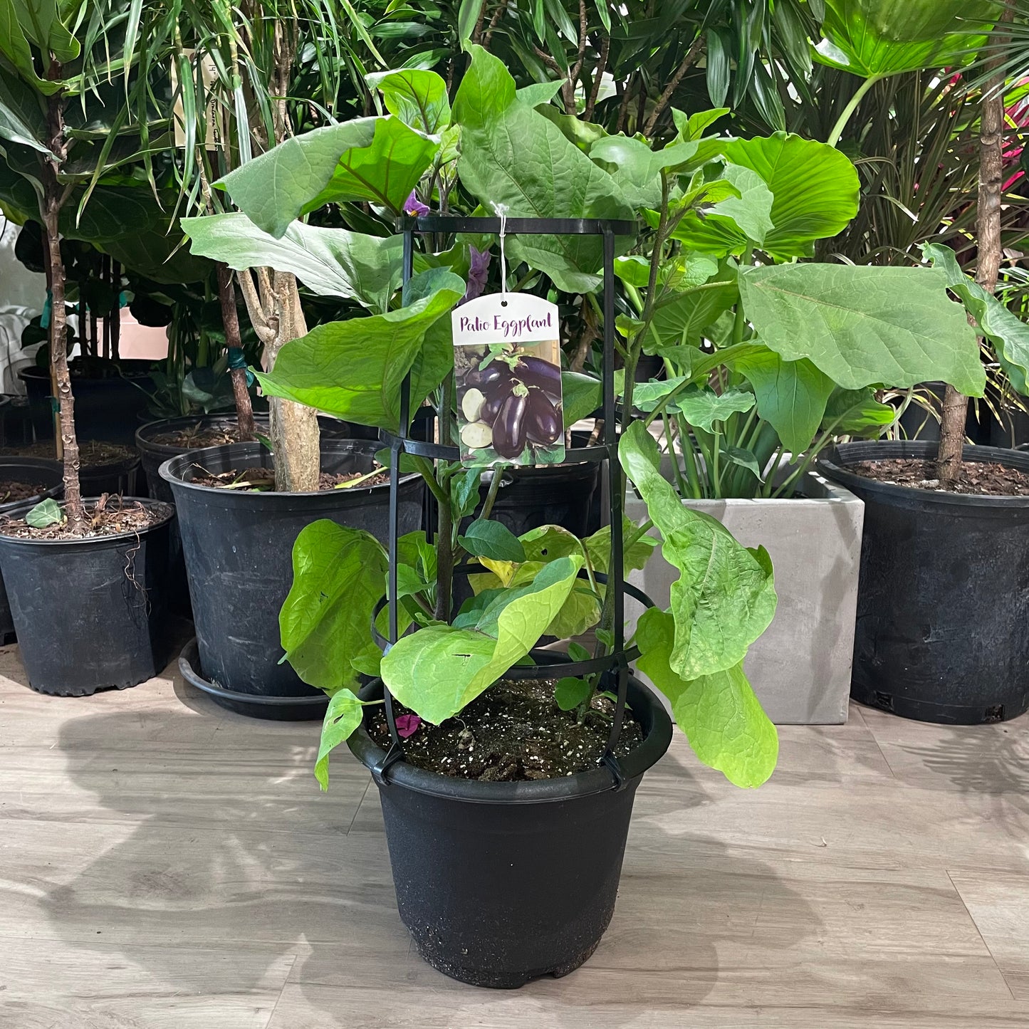 Eggplant: Solanum melongena - 12 inch pot - 3 foot tall