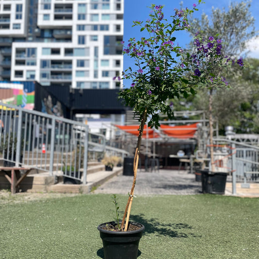 Nightshade Tree: Solanum - 10 inch pot - 4-5 foot tall