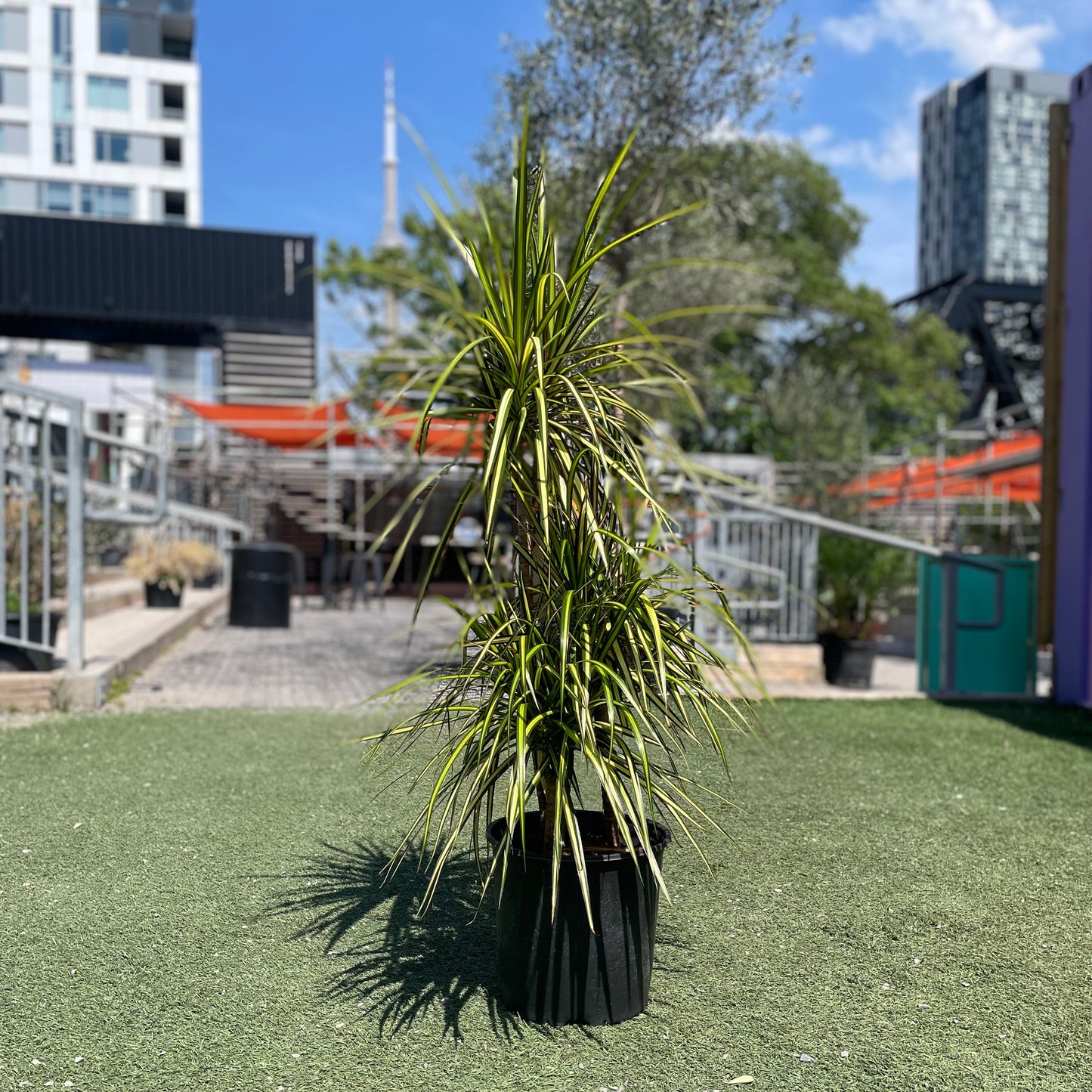 Dragon Tree Cutback Staggered (Dracaena marginata 'Kiwi') in a 10 inch pot. Indoor plant for sale by Promise Supply for delivery and pickup in Toronto