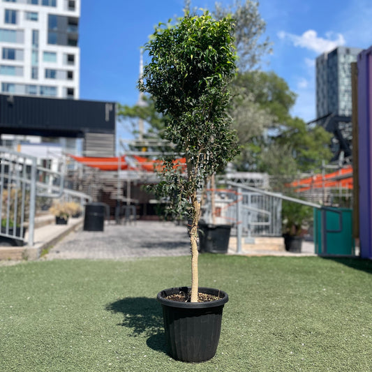 Dwarf Weeping Fig Tree: Ficus benjamina 'Little Leaf' - 10 inch pot - 5 foot tall — indoor plant — indoor plant for sale by Promise Supply for delivery and pickup in Toronto.