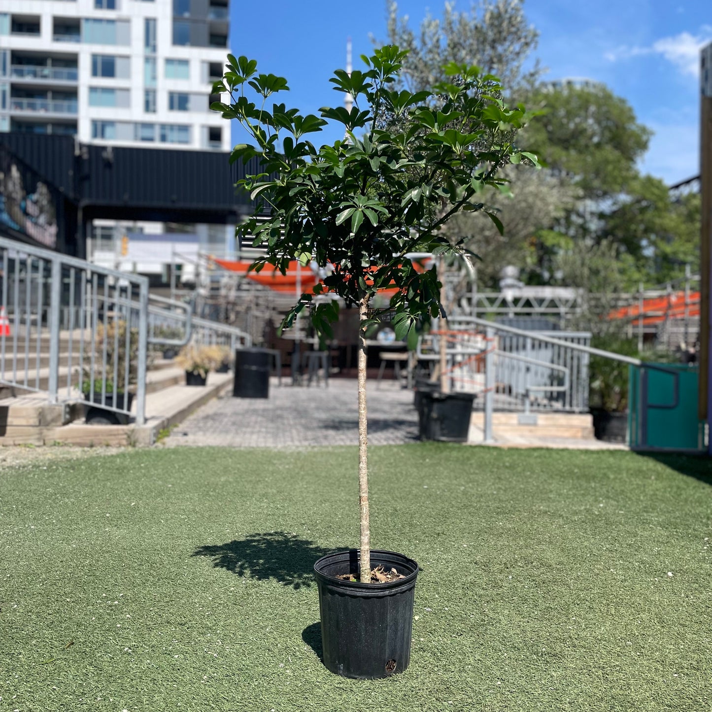 Dwarf Umbrella Tree: Schefflera arboricola - 10 inch pot - 4 foot tall — indoor plant — indoor plant for sale by Promise Supply for delivery and pickup in Toronto.