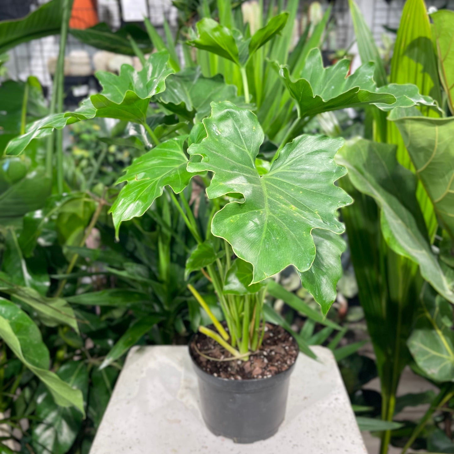 Hope Selloum: Philodendron bipinnatifidum - 6 inch pot — indoor plant — indoor plant for sale by Promise Supply for delivery and pickup in Toronto.