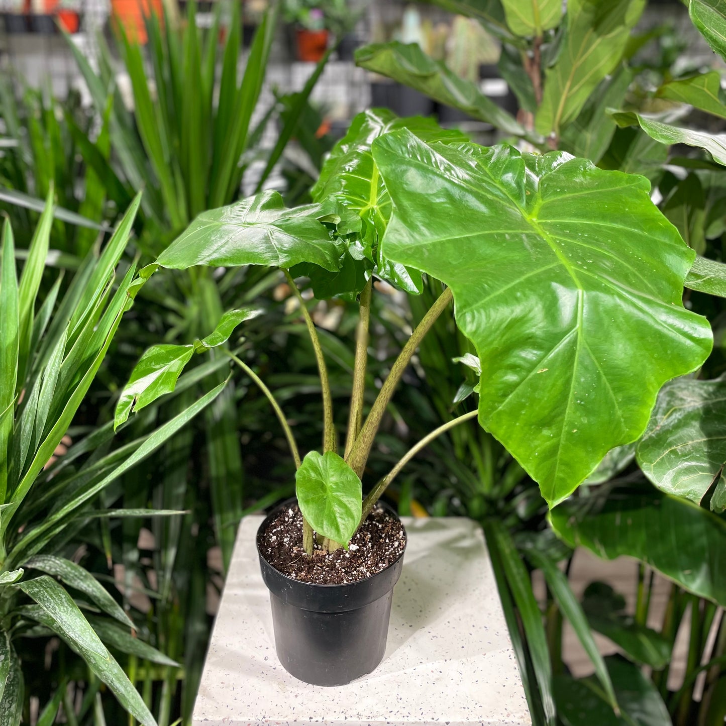 Portora Elephant Ear: Alocasia - 6 inch pot — indoor plant — indoor plant for sale by Promise Supply for delivery and pickup in Toronto.