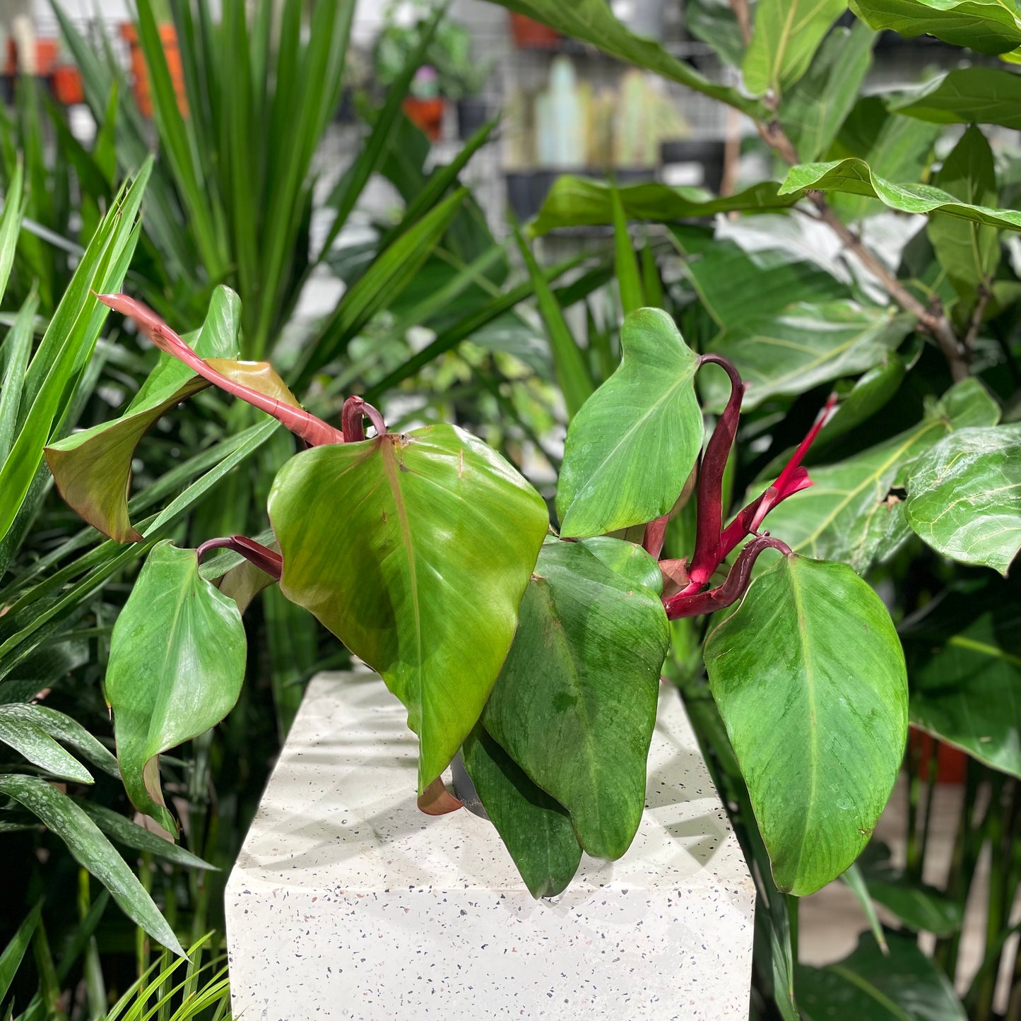 Dark Lord: Philodendron erubescens - 6 inch pot — indoor plant — indoor plant for sale by Promise Supply for delivery and pickup in Toronto.