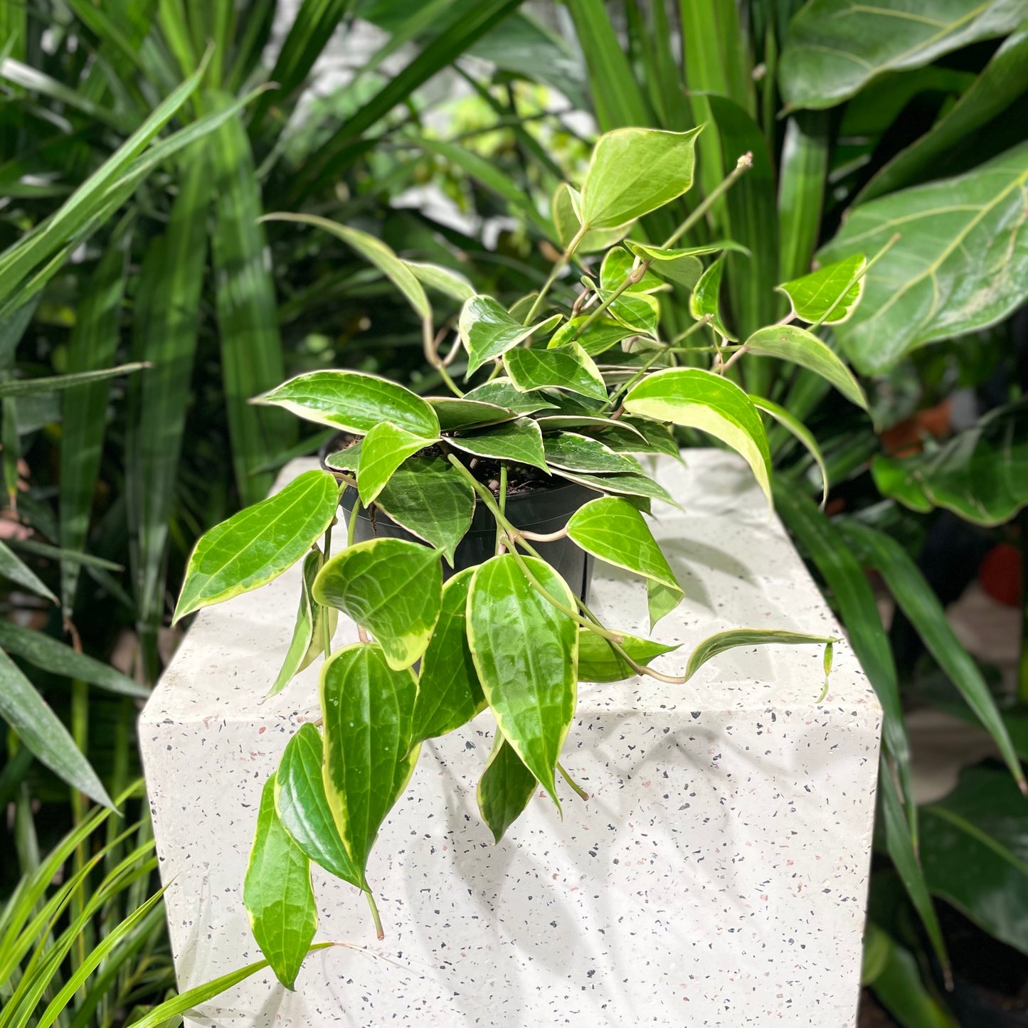 Variegated Waxvine: Hoya macrophylla - 6 inch pot — indoor plant — indoor plant for sale by Promise Supply for delivery and pickup in Toronto.