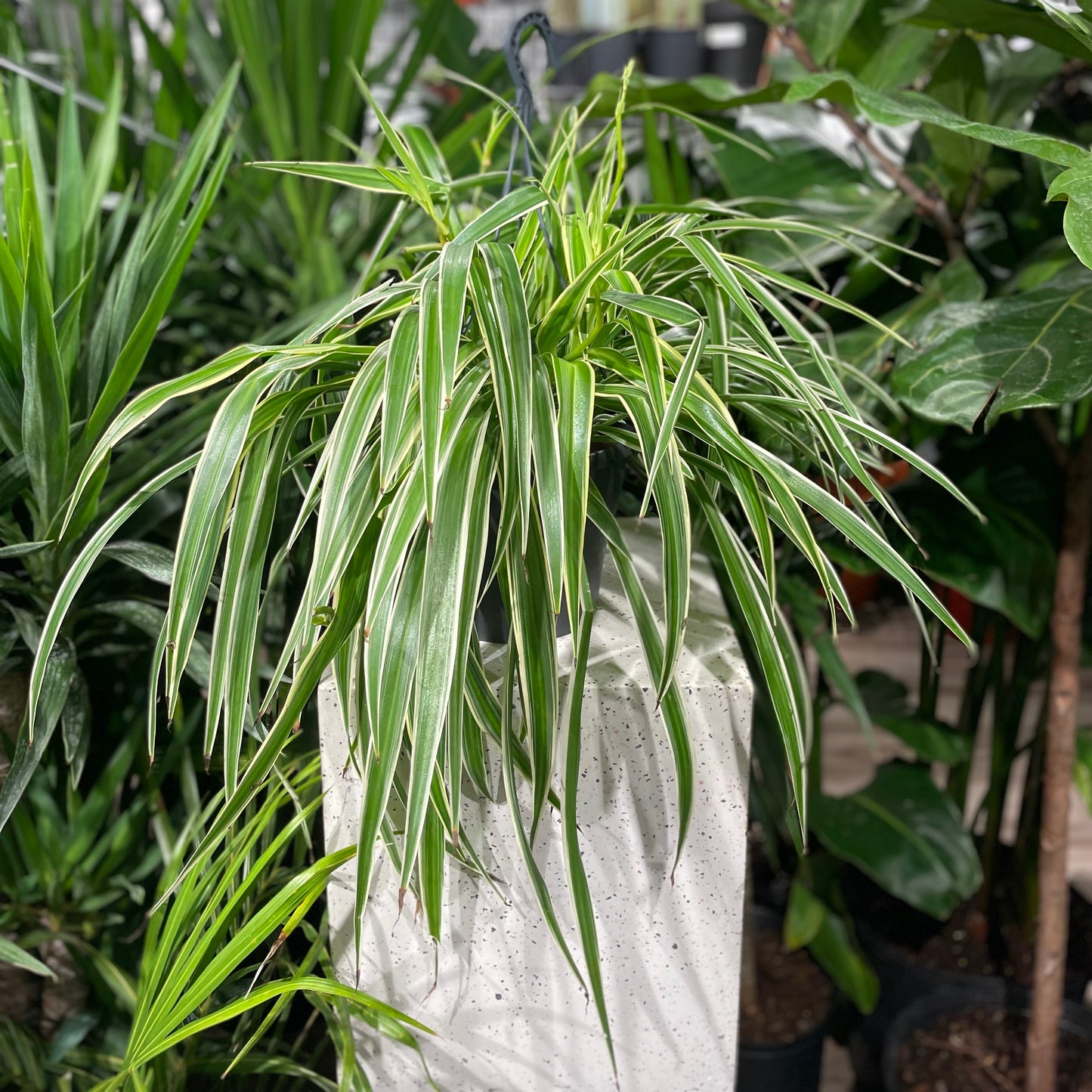 Reverse Variegated Spider Plant: Chlorophytum comosum - 6 inch hanging basket — indoor plant — indoor plant for sale by Promise Supply for delivery and pickup in Toronto.