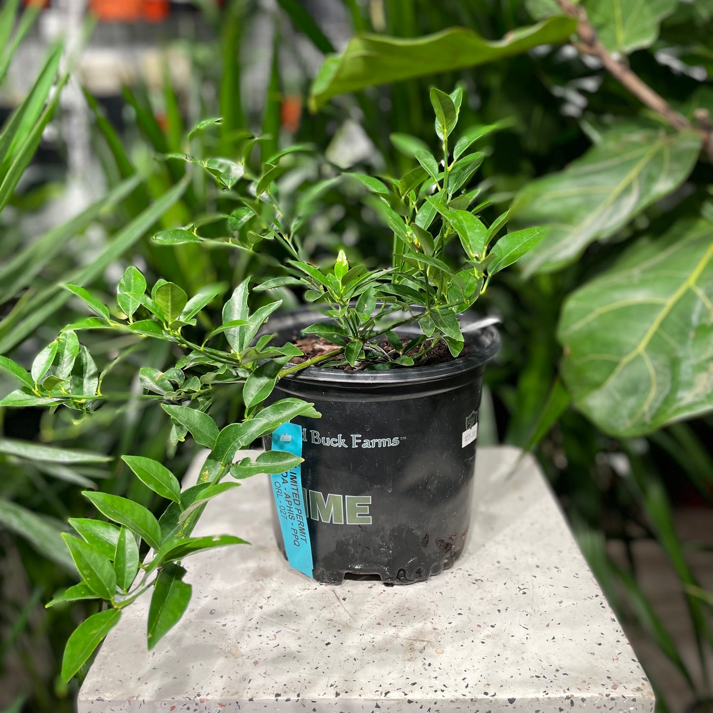 Lime Bush (Citrus × aurantiifolia) in a 8 inch pot. Indoor plant for sale by Promise Supply for delivery and pickup in Toronto