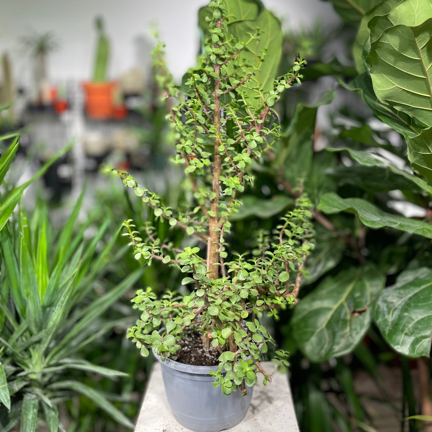 Elephant Bush Jade (Portulacaria afra) in a 10 inch pot. Indoor plant for sale by Promise Supply for delivery and pickup in Toronto