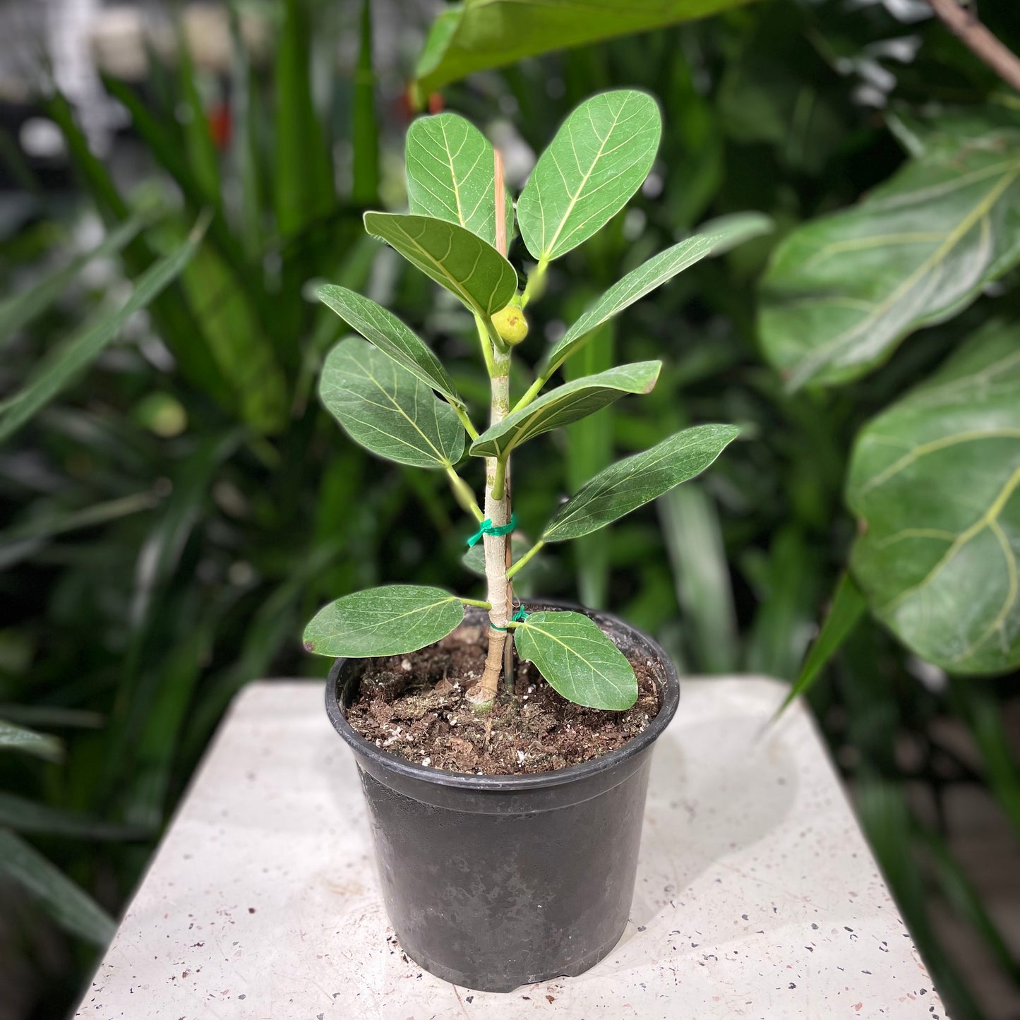 Ficus Audrey (Ficus benghalensis) in a 6 inch pot. Indoor plant for sale by Promise Supply for delivery and pickup in Toronto