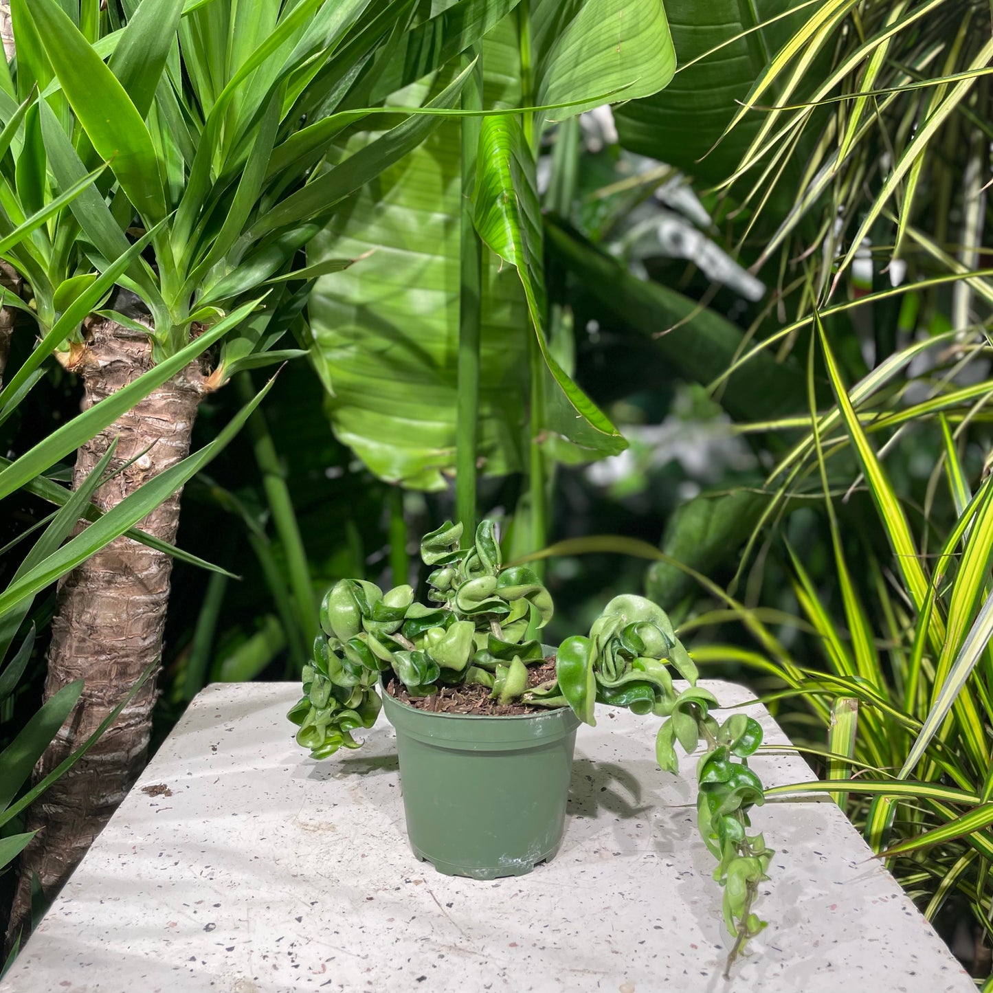 Hindu Rope: Hoya carnosa 'Compacta' - 4 inch pot — indoor plant — indoor plant for sale by Promise Supply for delivery and pickup in Toronto.