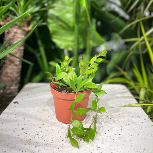 Furrowed Wax Plant: Hoya lacunosa - 4 inch pot — indoor plant — indoor plant for sale by Promise Supply for delivery and pickup in Toronto.