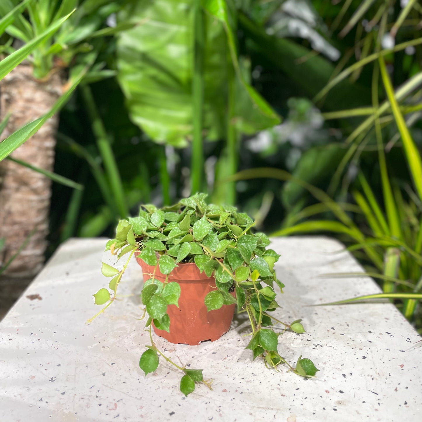 Wax Plant: Hoya curtisii 'Aloha' - 4 inch pot — indoor plant — indoor plant for sale by Promise Supply for delivery and pickup in Toronto.