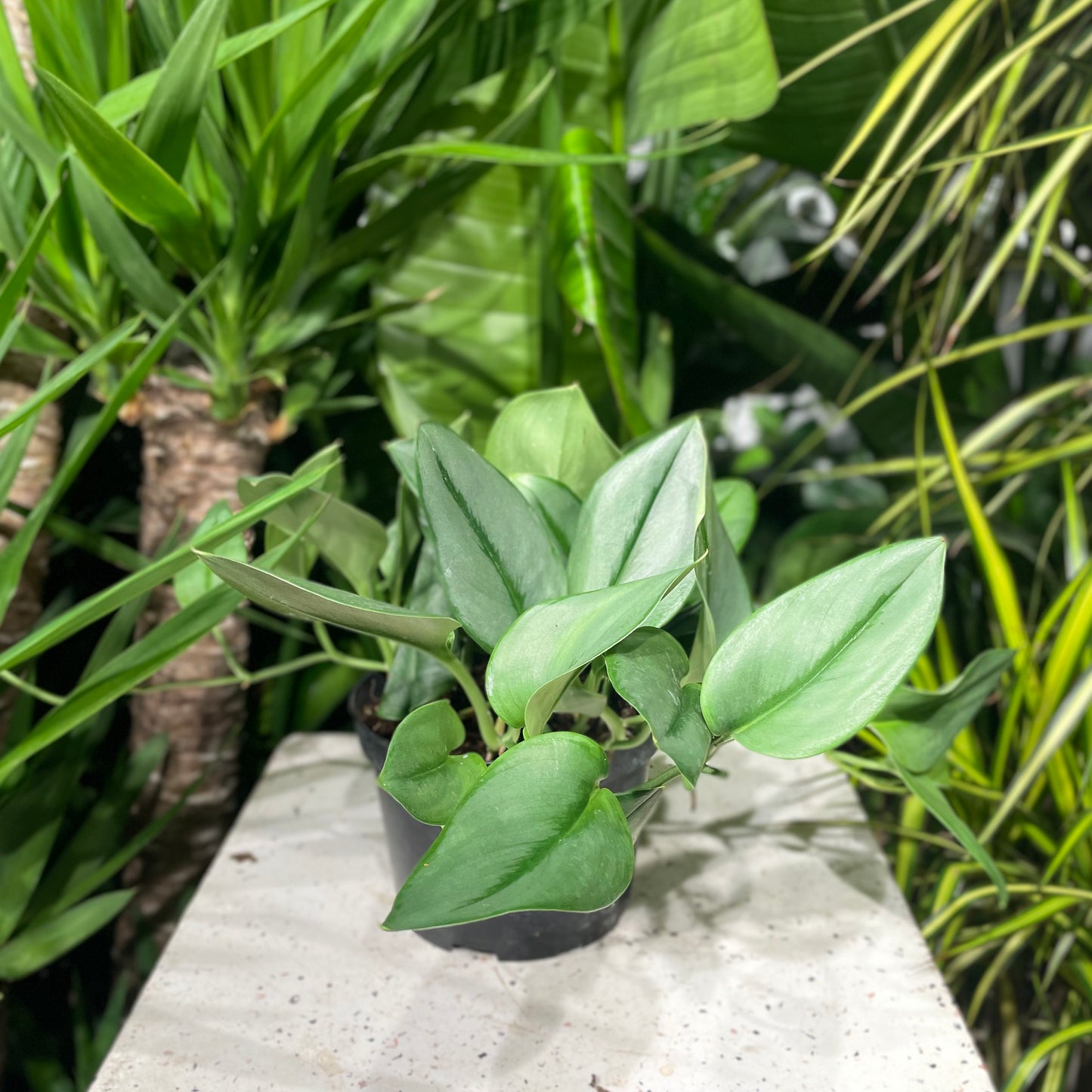 Sterling Silver Pothos: Scindapsus treubii 'Moonlight' - 6 inch pot — indoor plant — indoor plant for sale by Promise Supply for delivery and pickup in Toronto.