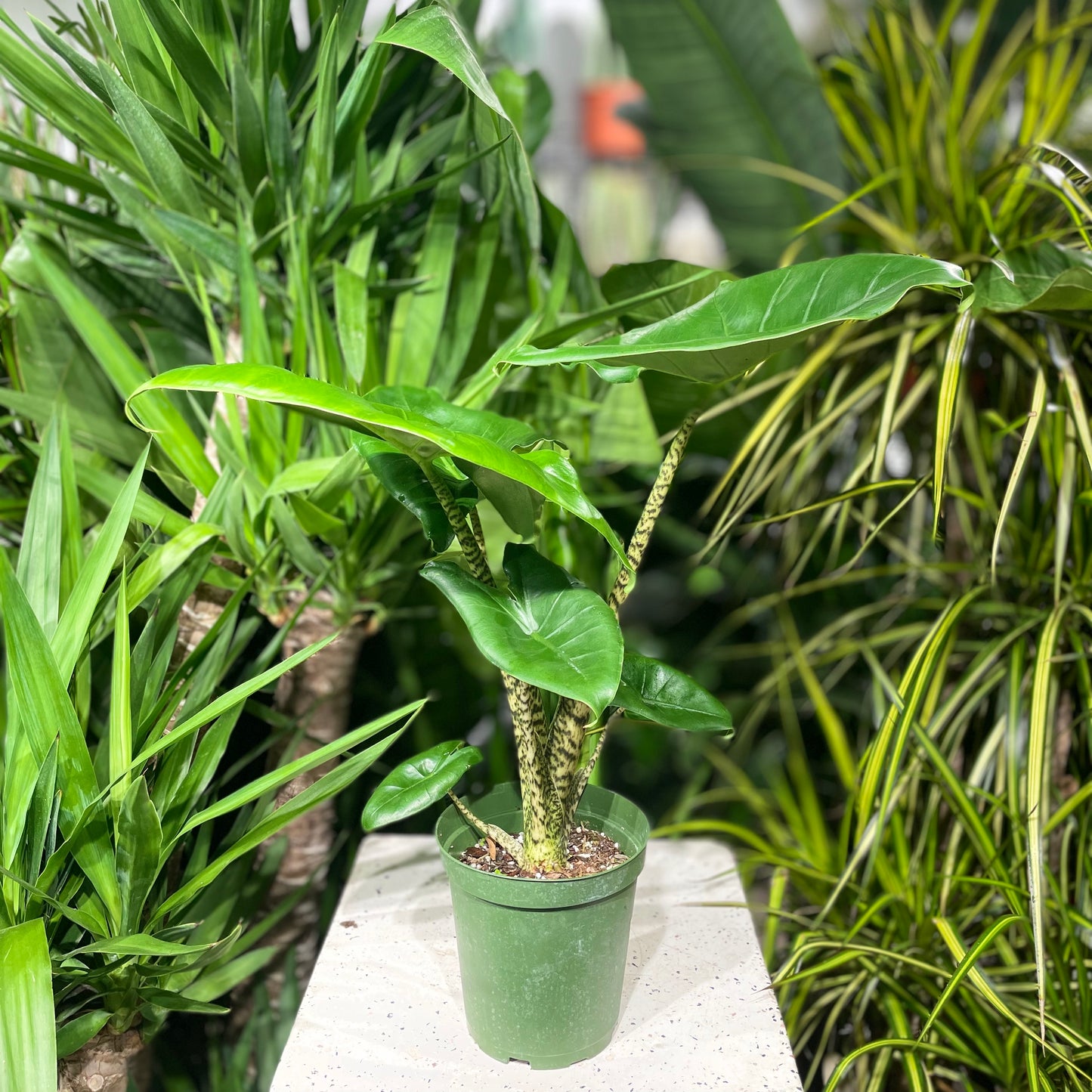 Zebrina, Elephant Ear, Taro (Alocasia zebrina) in a 6 inch pot. Indoor plant for sale by Promise Supply for delivery and pickup in Toronto