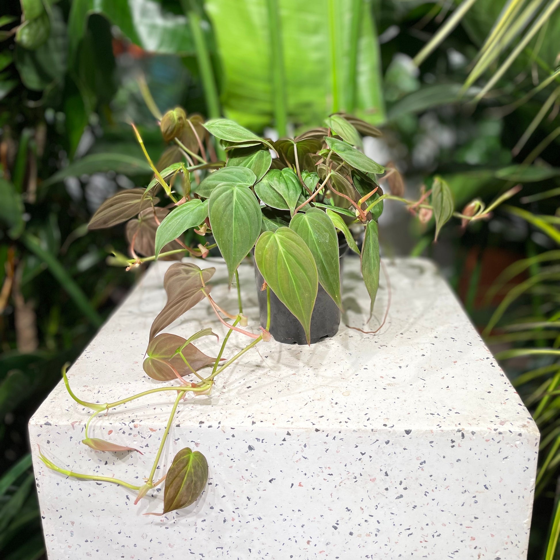Velvet Leaf: Philodendron micans - 4 inch pot — indoor plant — indoor plant for sale by Promise Supply for delivery and pickup in Toronto.