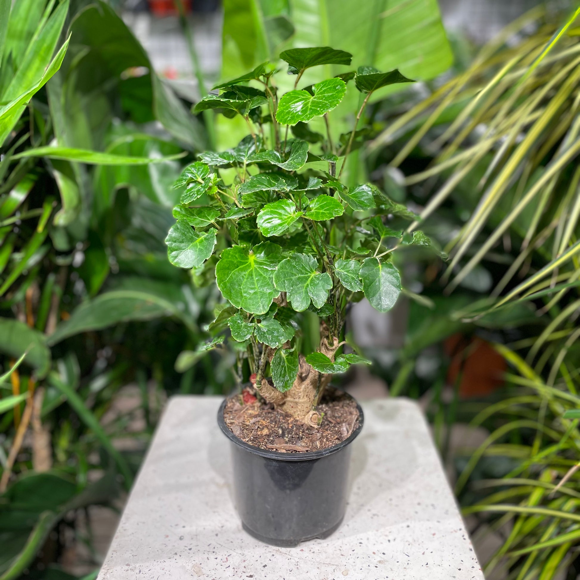 Balfour Gizzard Aralia: Polyscias scutellaria 'Crispata' - 6 inch pot — indoor plant — indoor plant for sale by Promise Supply for delivery and pickup in Toronto.