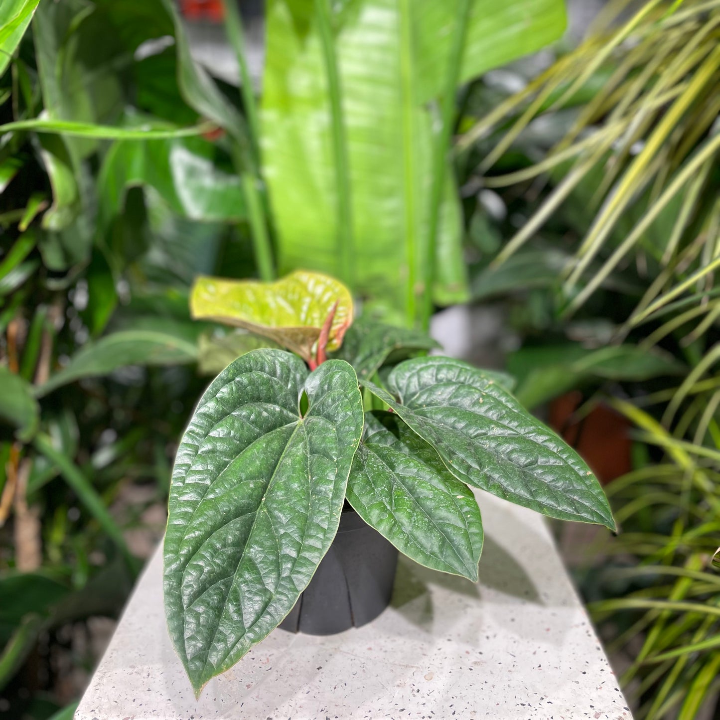 Quilted Hearts Laceleaf: Anthurium Radicans x Luxurians - 6 inch pot — indoor plant — indoor plant for sale by Promise Supply for delivery and pickup in Toronto.