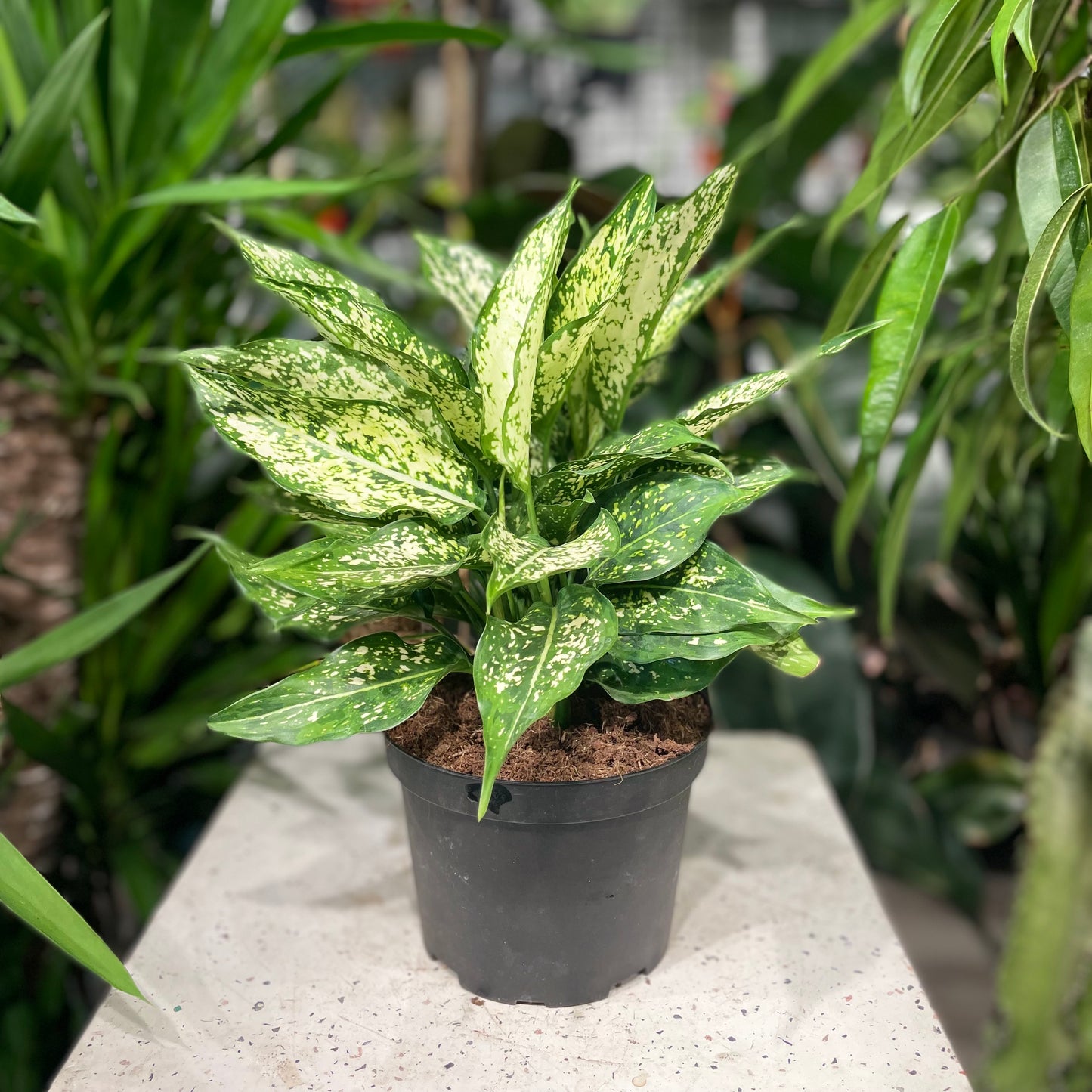Spring Snow Chinese Evergreen: Aglaonema 'Osaka' - 6 inch pot — indoor plant — indoor plant for sale by Promise Supply for delivery and pickup in Toronto.