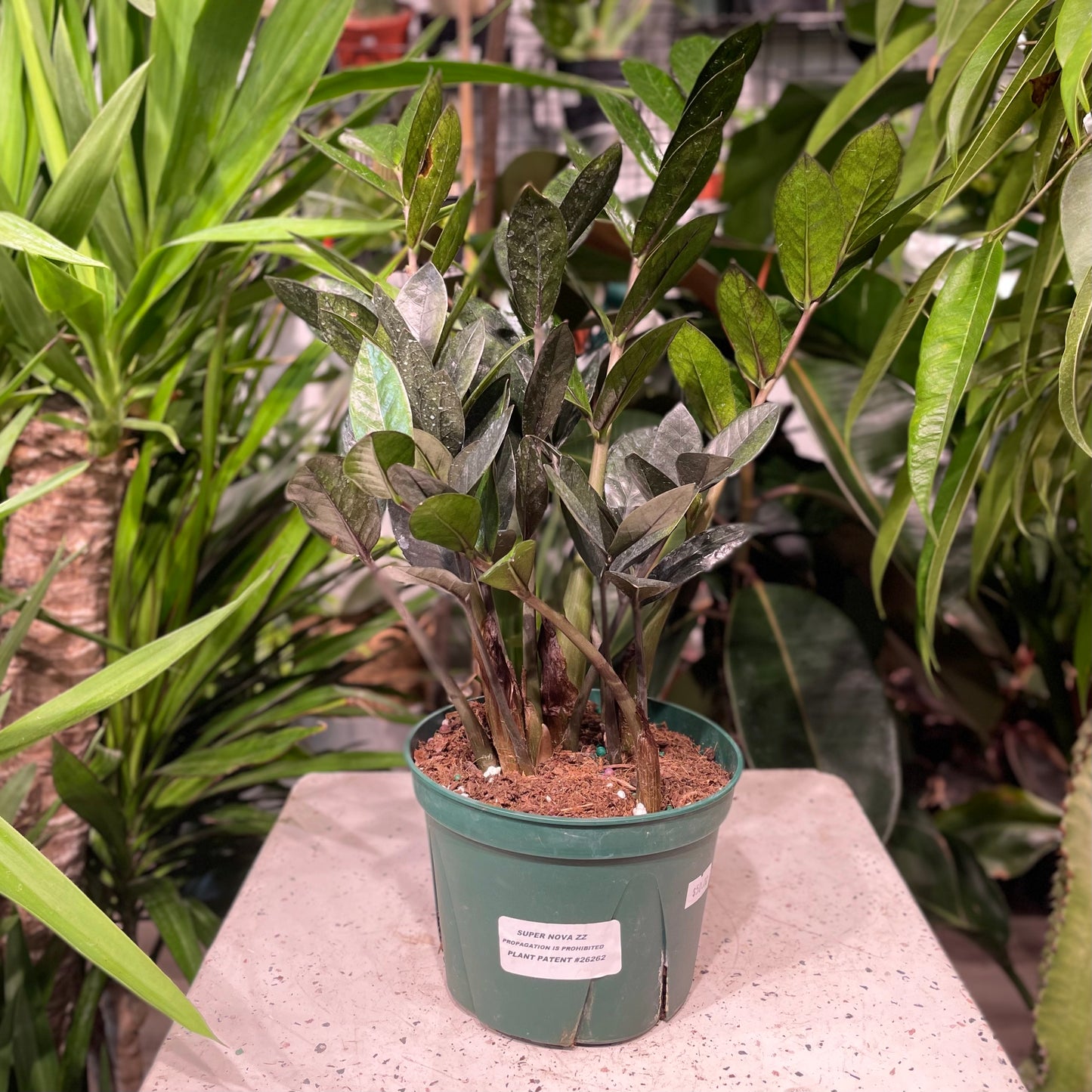 Supernova ZZ Plant: Zamioculcas zamiifolia - 6 inch pot — indoor plant — indoor plant for sale by Promise Supply for delivery and pickup in Toronto.