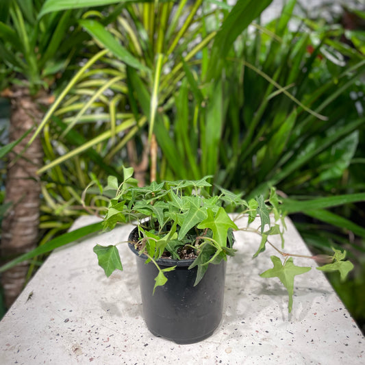 English Ivy: Hedera helix - 4 inch pot — indoor plant — indoor plant for sale by Promise Supply for delivery and pickup in Toronto.
