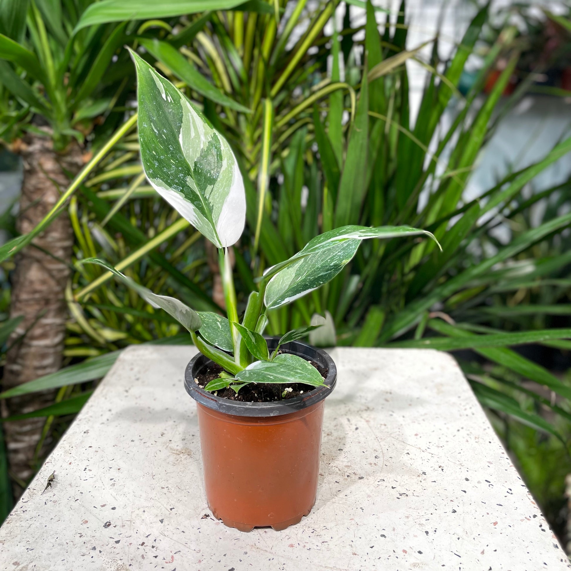 White Princess: Philodendron sp. - 4 inch pot — indoor plant — indoor plant for sale by Promise Supply for delivery and pickup in Toronto.