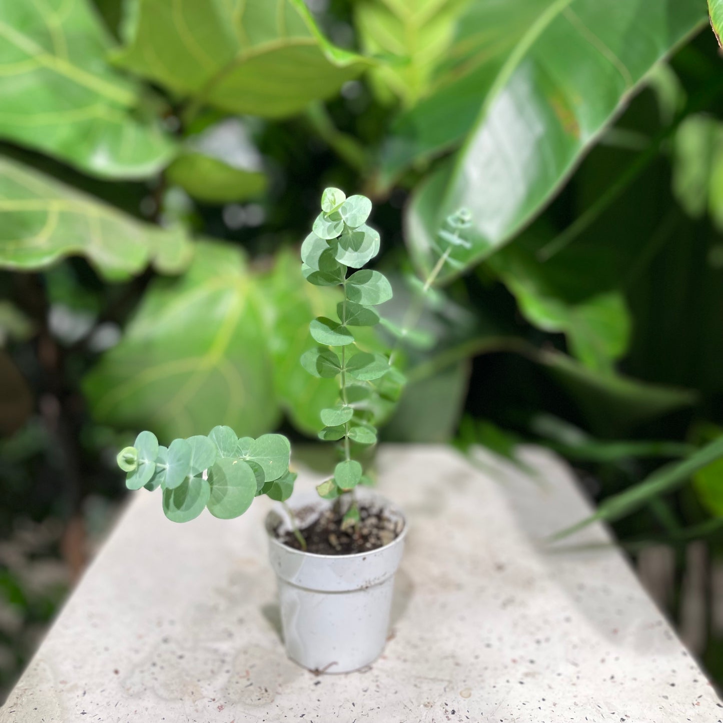 Gum Tree: Eucalyptus - 5 inch pot — indoor plant — indoor plant for sale by Promise Supply for delivery and pickup in Toronto.
