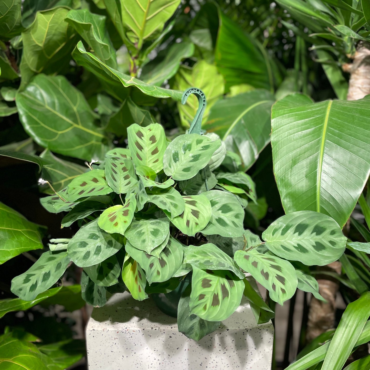 Rabbit Foot Prayer Plant: Maranta leuconeura - 8 inch hanging basket — indoor plant — indoor plant for sale by Promise Supply for delivery and pickup in Toronto.