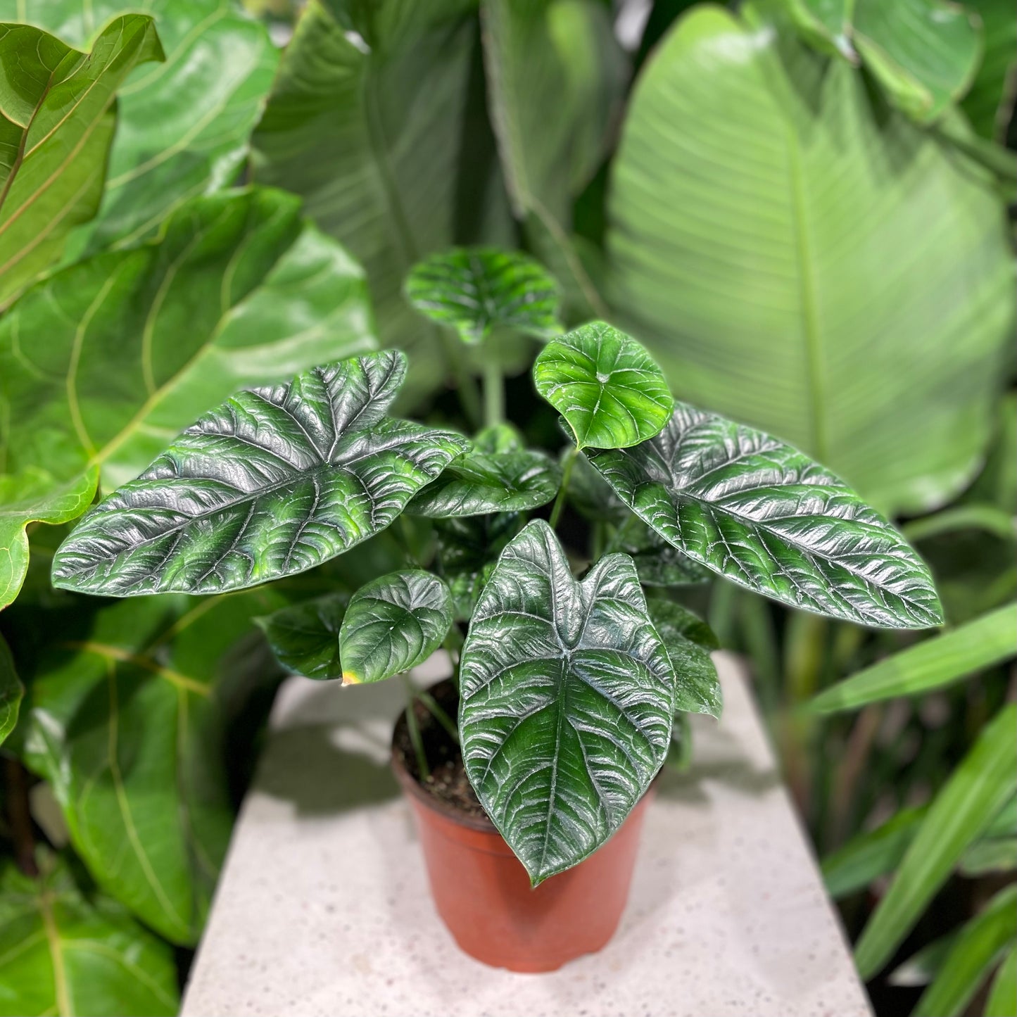 Mirror Face, Elephant Ear, Taro (Alocasia) in a 6 inch pot. Indoor plant for sale by Promise Supply for delivery and pickup in Toronto