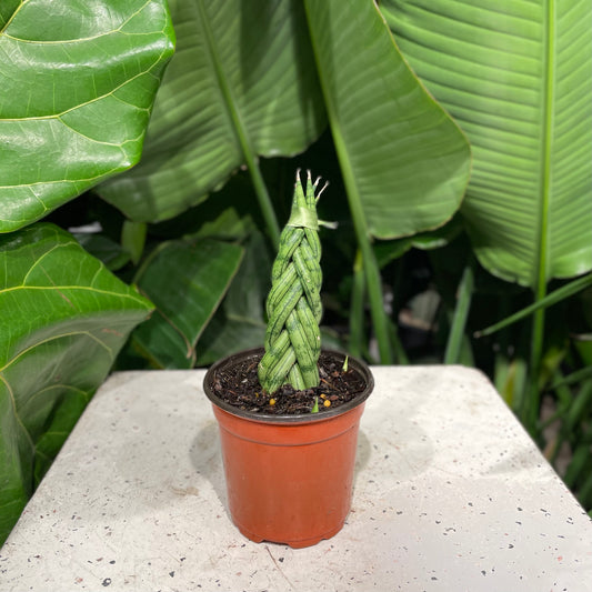 Braided Snake Plant: Sansevieria cylindrica - 4 inch pot — indoor plant — indoor plant for sale by Promise Supply for delivery and pickup in Toronto.