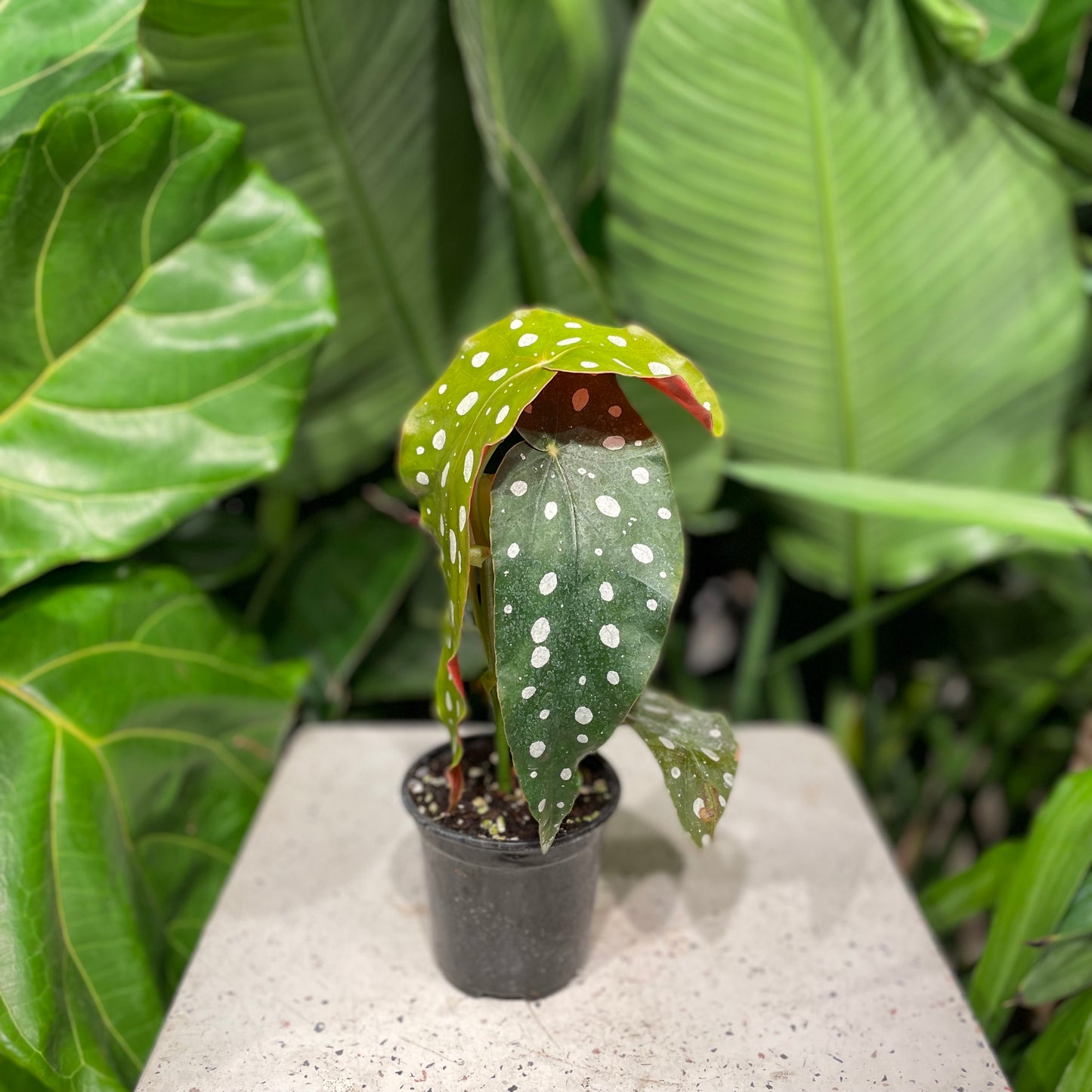 Wightii Spotted Begonia: Begonia maculata - 4 inch pot — indoor plant — indoor plant for sale by Promise Supply for delivery and pickup in Toronto.