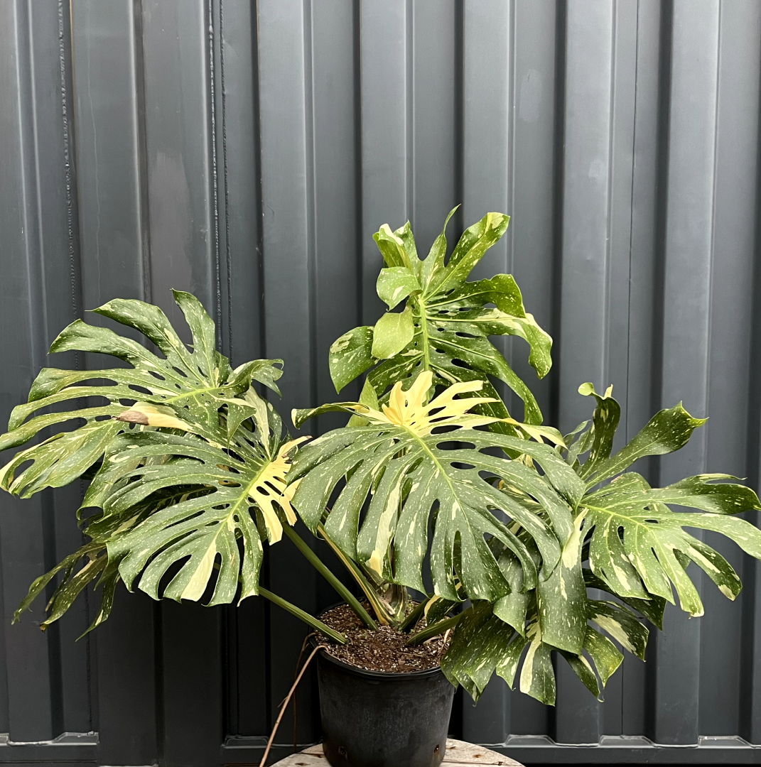 Variegated Monstera: Monstera deliciosa 'Thai Constellation' - 14 inch pot