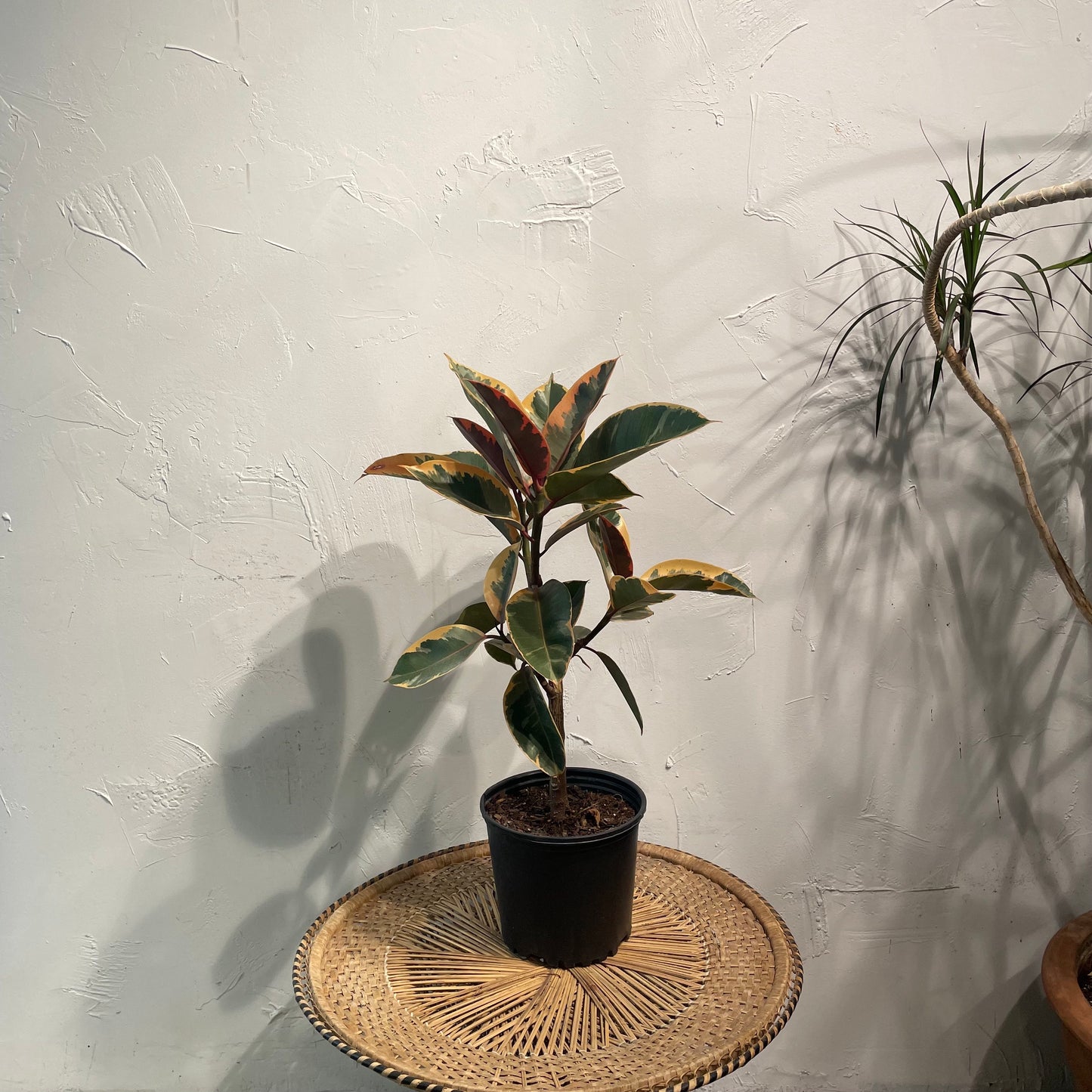 Tineke Rubber Tree: Ficus elastica - 8 inch pot - 2.5 foot tall